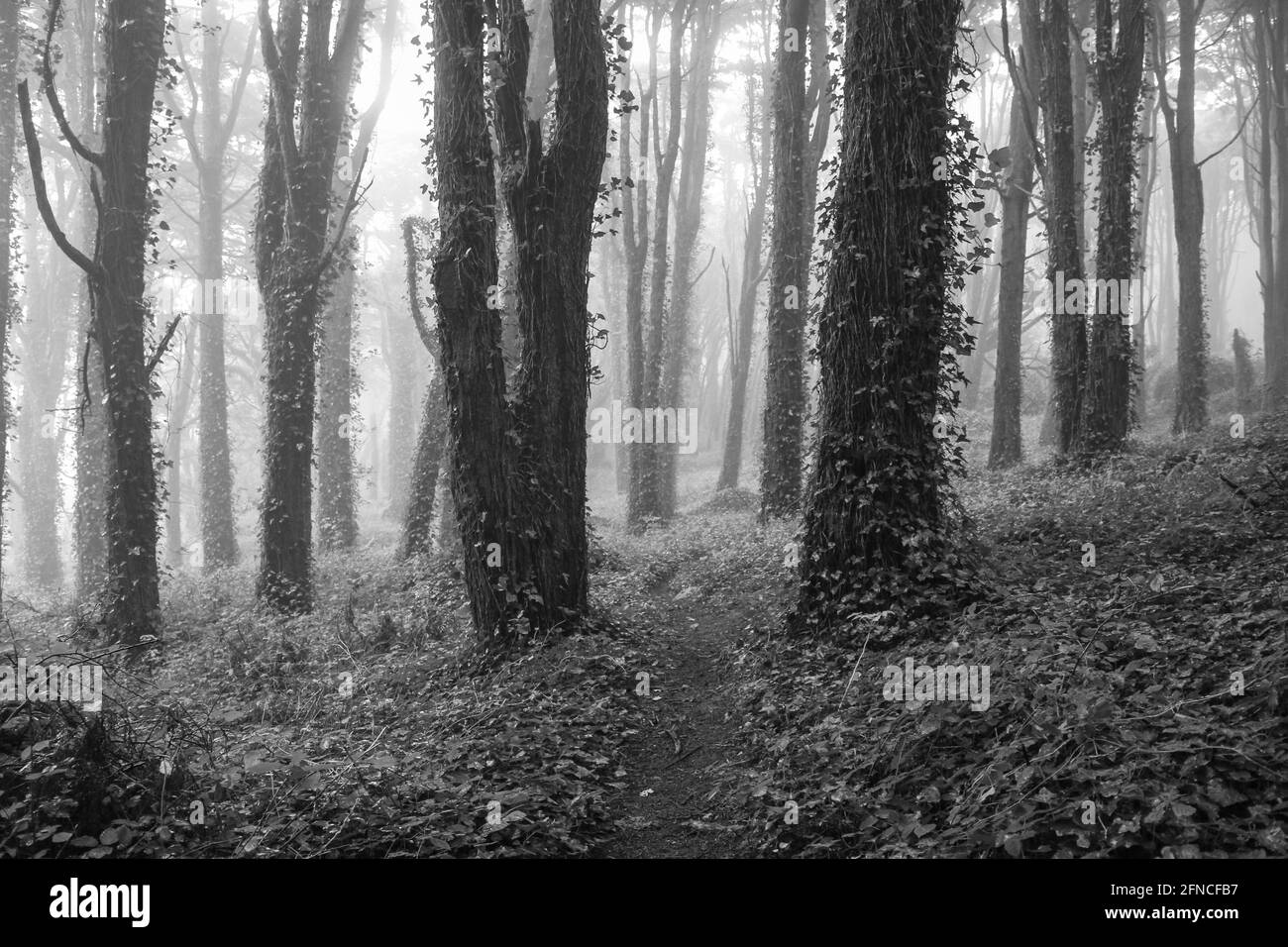 Legno stupefacente coperto di nebbia. Percorso in un fores Foto Stock