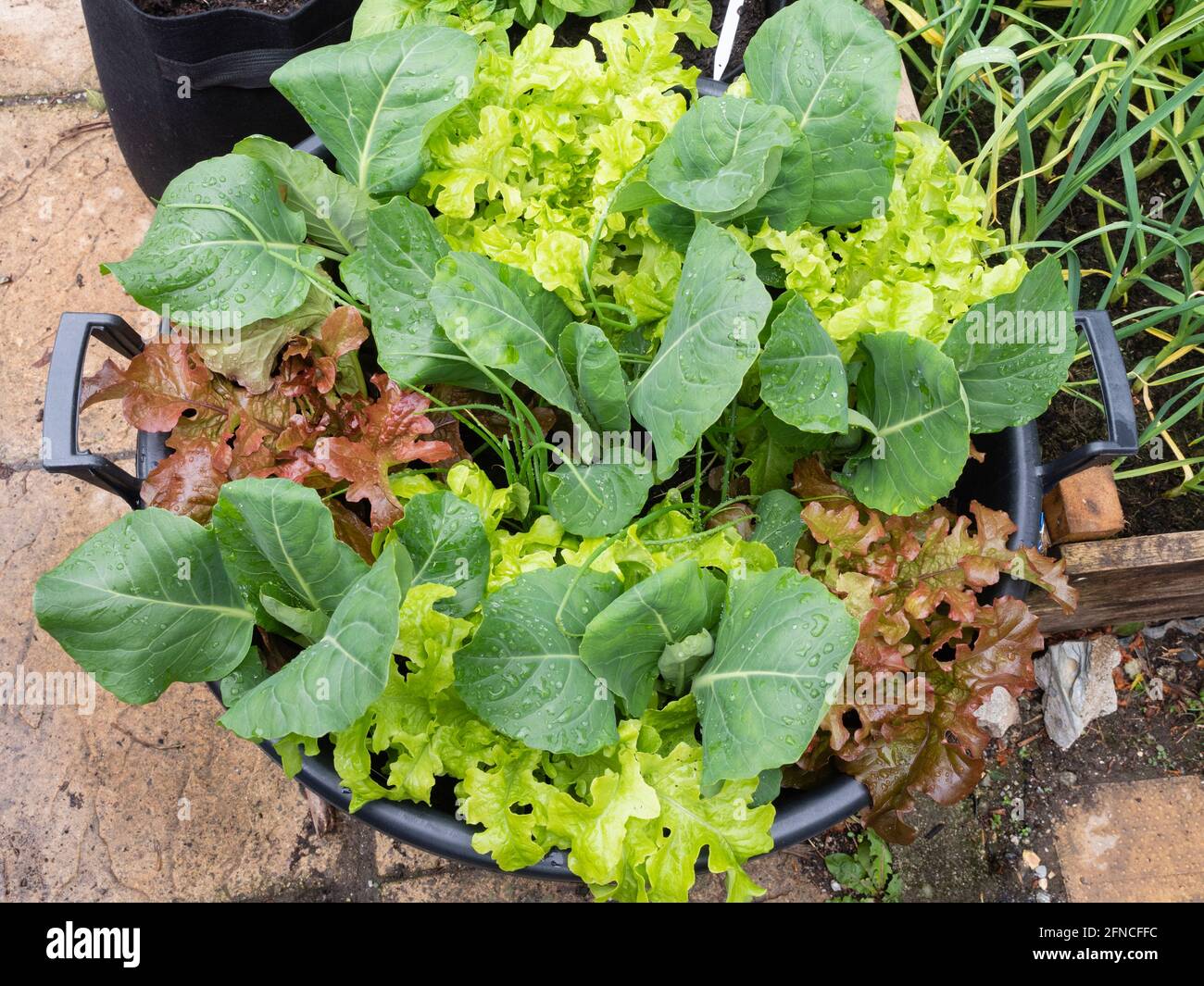 Grande contenitore piantato con cavolo 'Dutchman', lattuga rossa e verde 'Lollo Rosso', e cipolle di primavera 'White Lisbona' a metà maggio Foto Stock