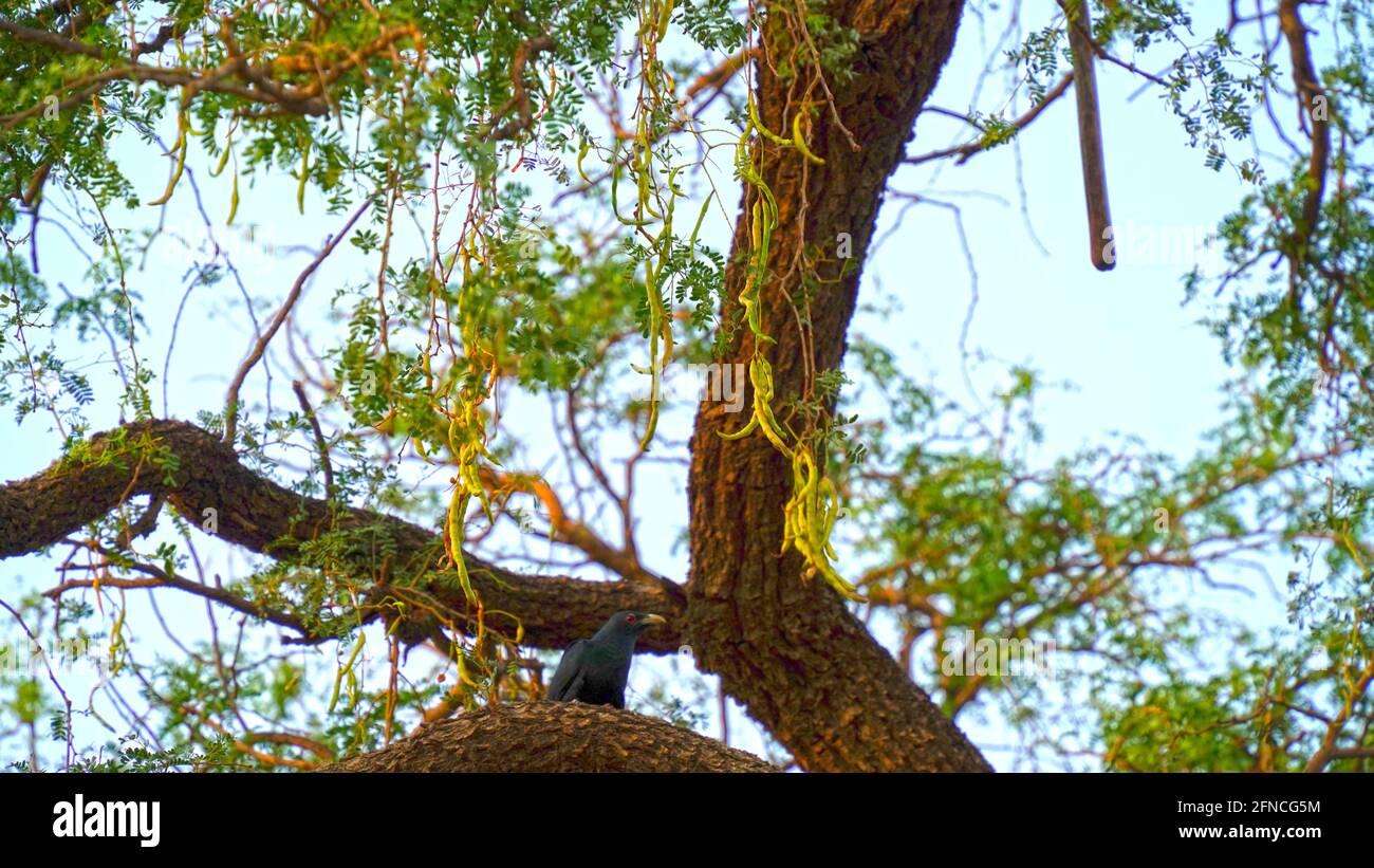Saangari freschi e rami con cielo blu. Prosopis cineraria Foto Stock