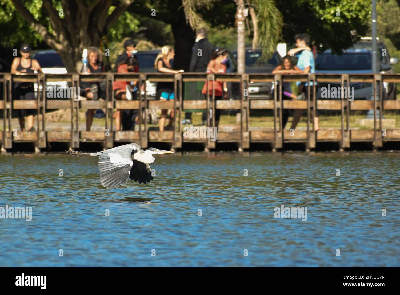 Cocoi Heron (Ardea cocoi) che sorvola il lago de regatas, Parque 3 de febrero, Buenos Aires Foto Stock