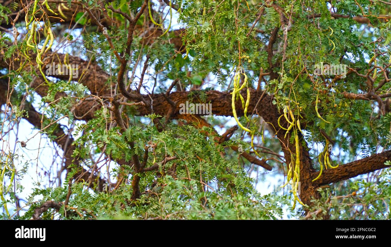 Baccelli e rami di saangari sospesi con cielo blu. Prosopis cineraria Foto Stock