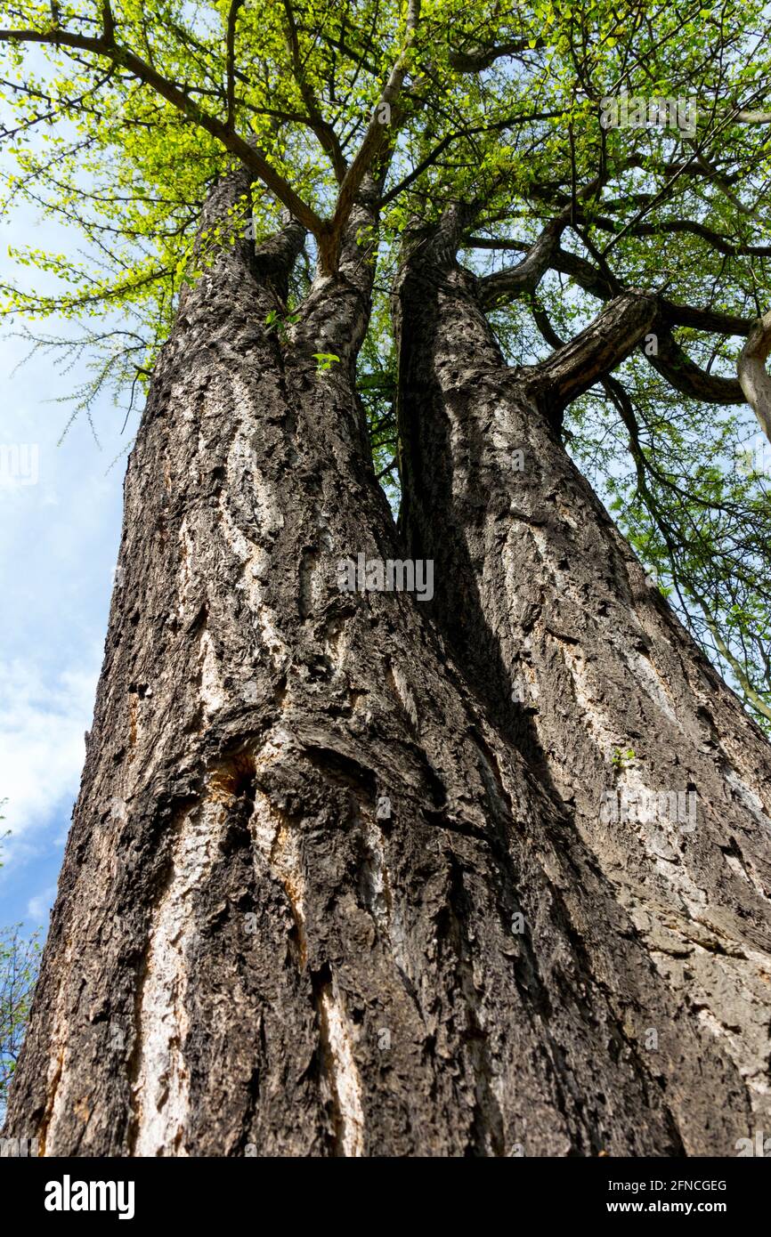 Corteccia di tronco di albero di Ginkgo biloba Foto Stock