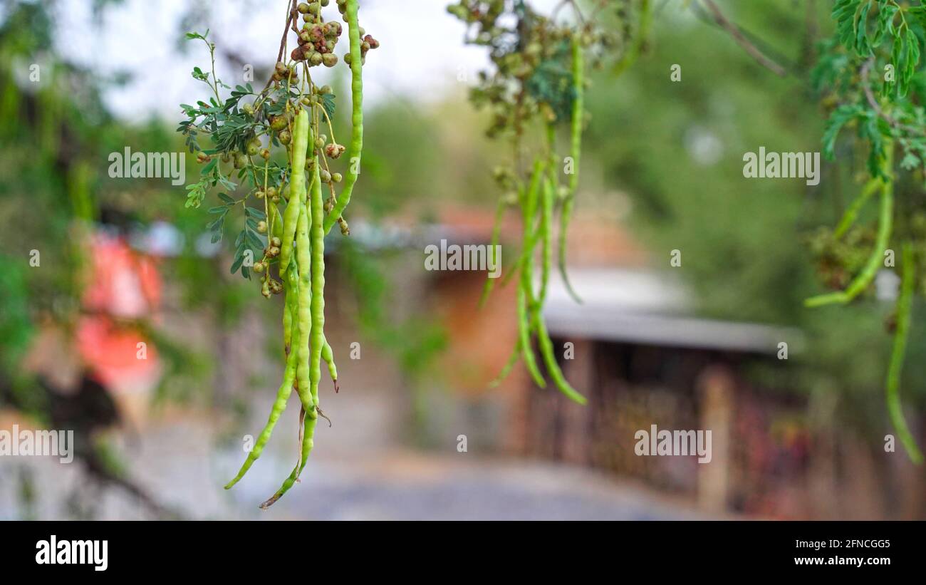 Primo piano di saangari freschi sospesi o frutti verdi di prosopis cineraria albero. Foto Stock