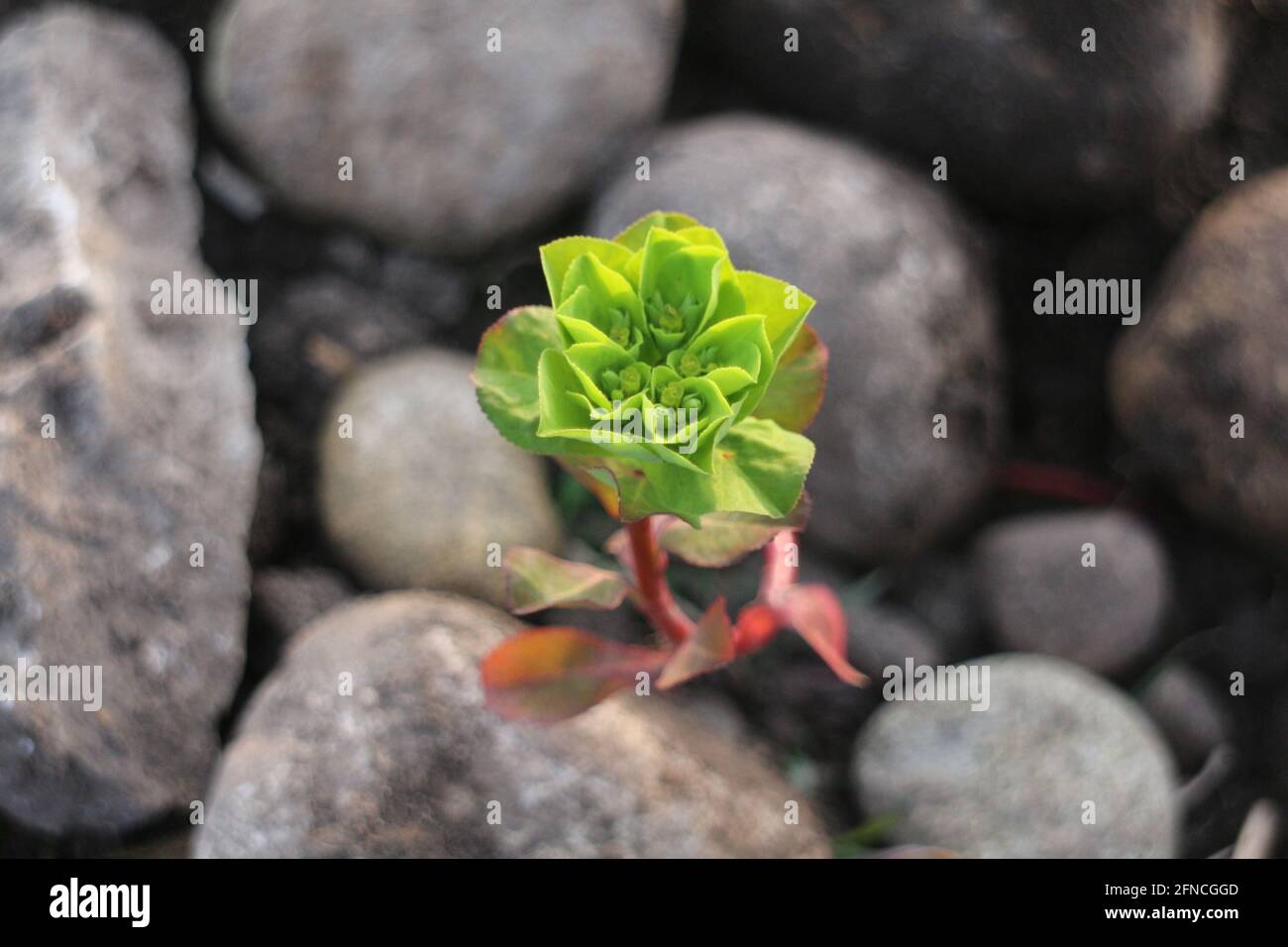 La pianta verde cresce in alto tra le pietre grigie Foto Stock