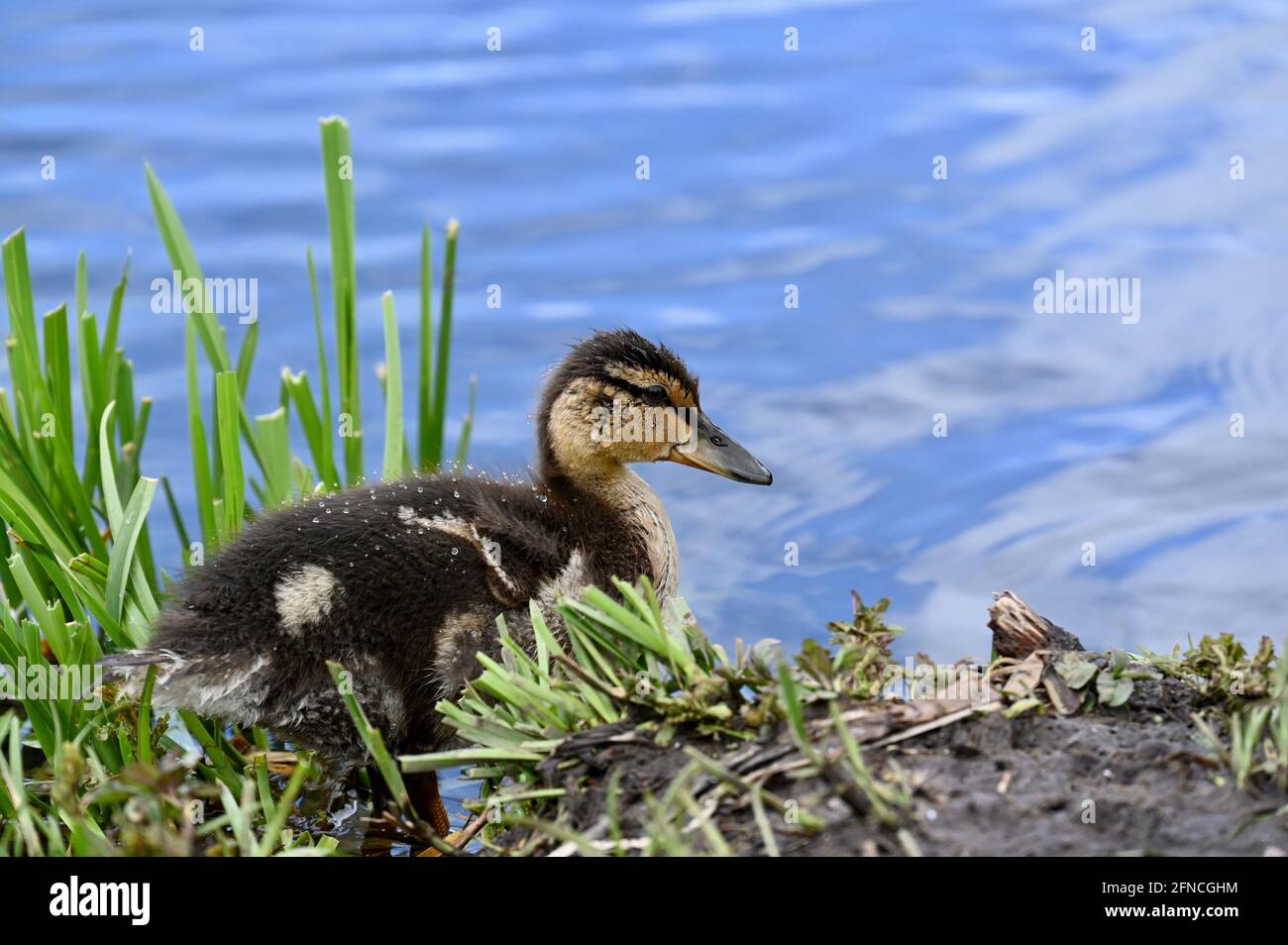 Mallard Duckling (Anas platrhynchos), River Cray, Foots Cray Meadows, Sidcup, Kent. REGNO UNITO Foto Stock