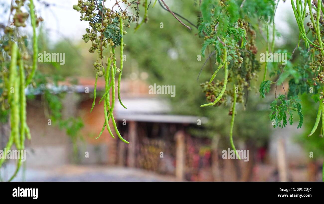 Messa a fuoco selettiva, potrait di baccelli di saangari sospesi con sfondo sfocato. Foto Stock