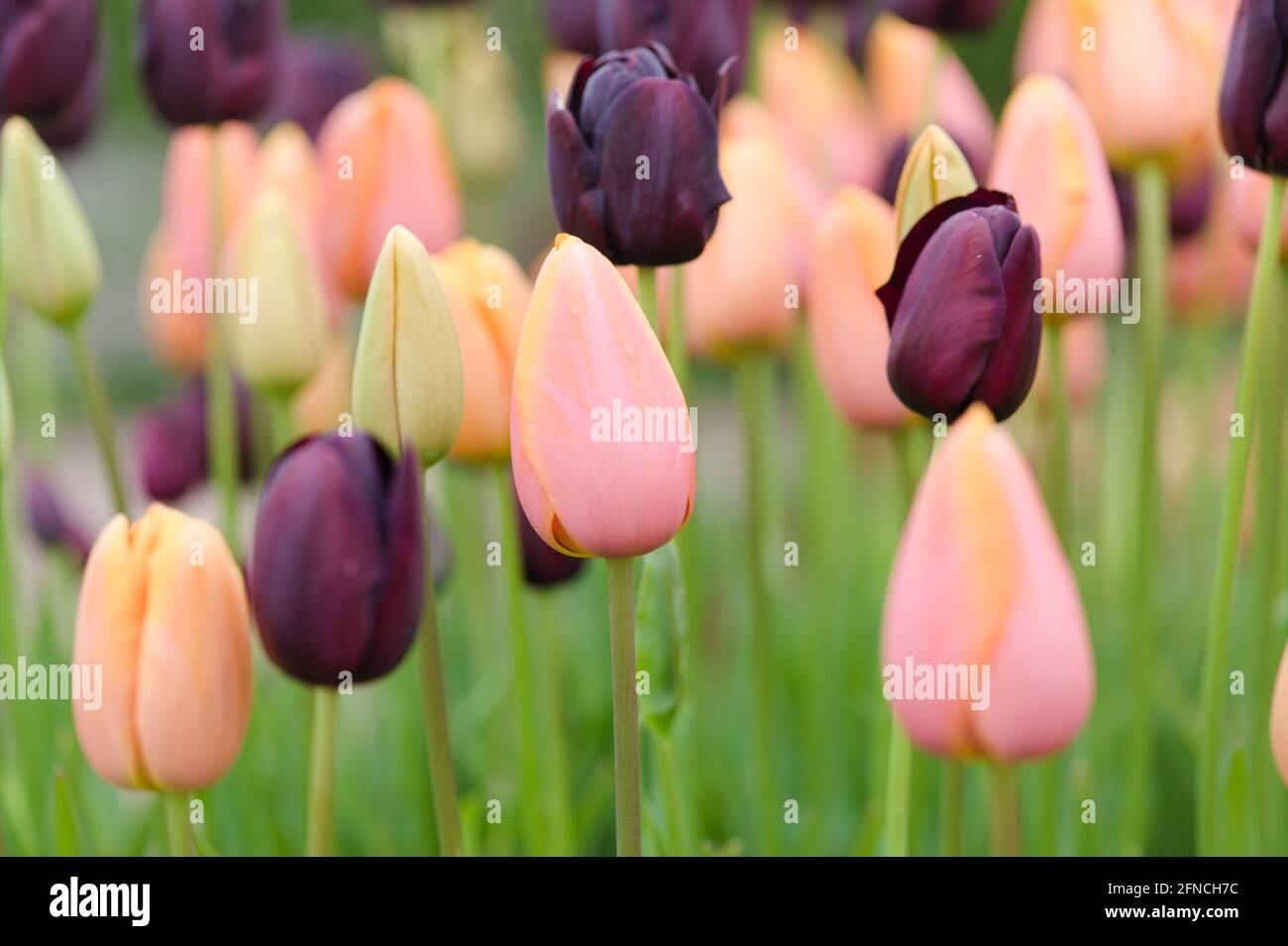 Un display a colori misto di Tulipa ' Regina del Notte' e ' Dordogna Foto Stock