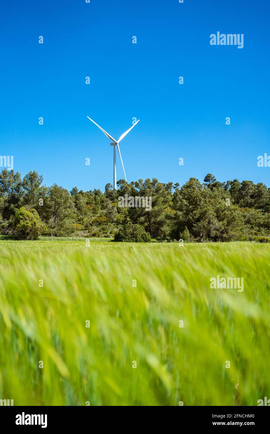 La turbina eolica si distingue su un campo di orzo verde Foto Stock