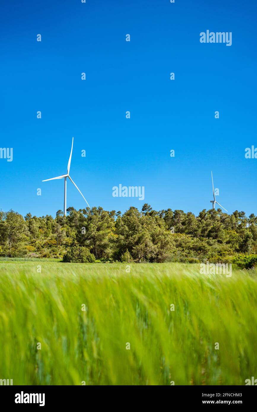 La turbina eolica si distingue su un campo di orzo verde Foto Stock