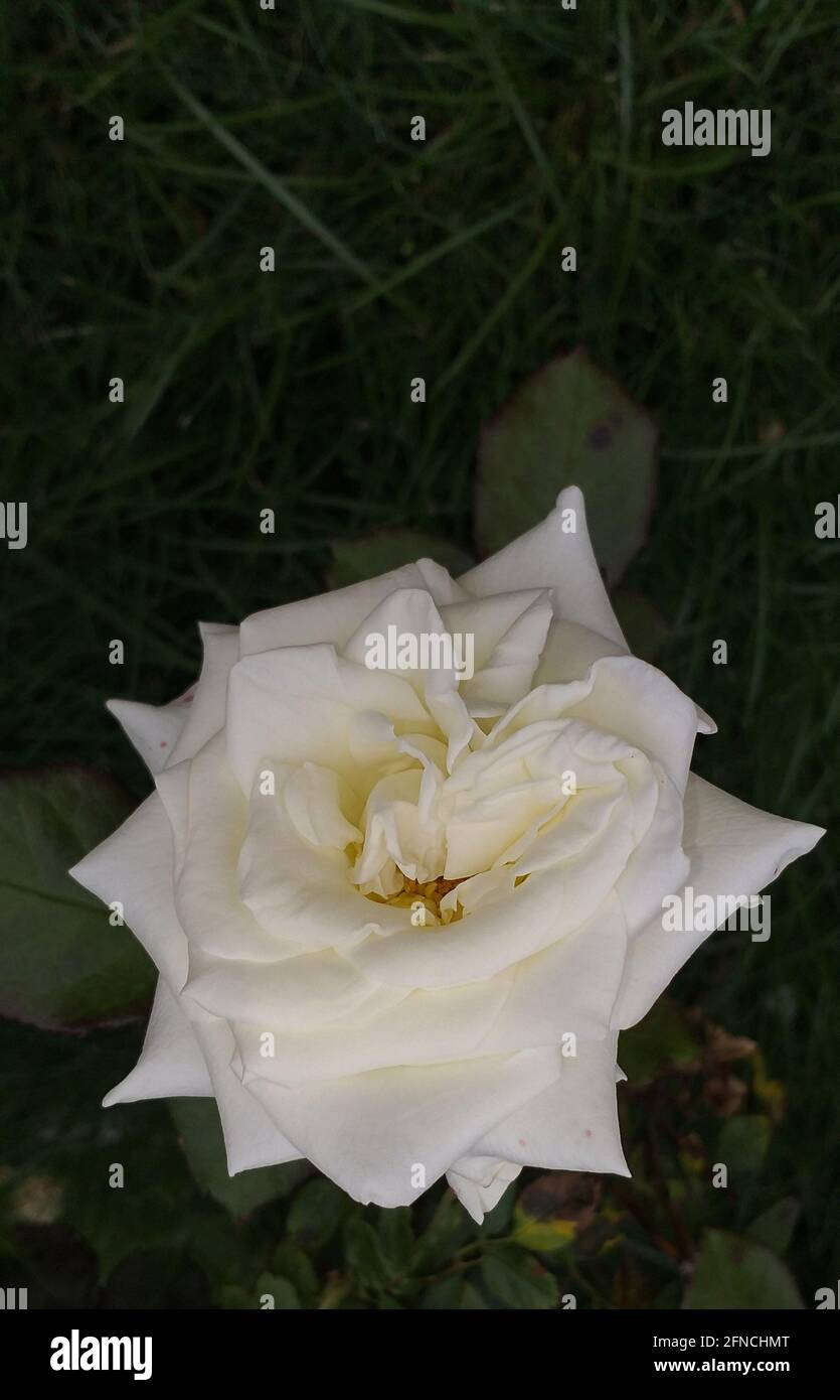 rosa bianca su sfondo scuro, fuoco selettivo Foto Stock