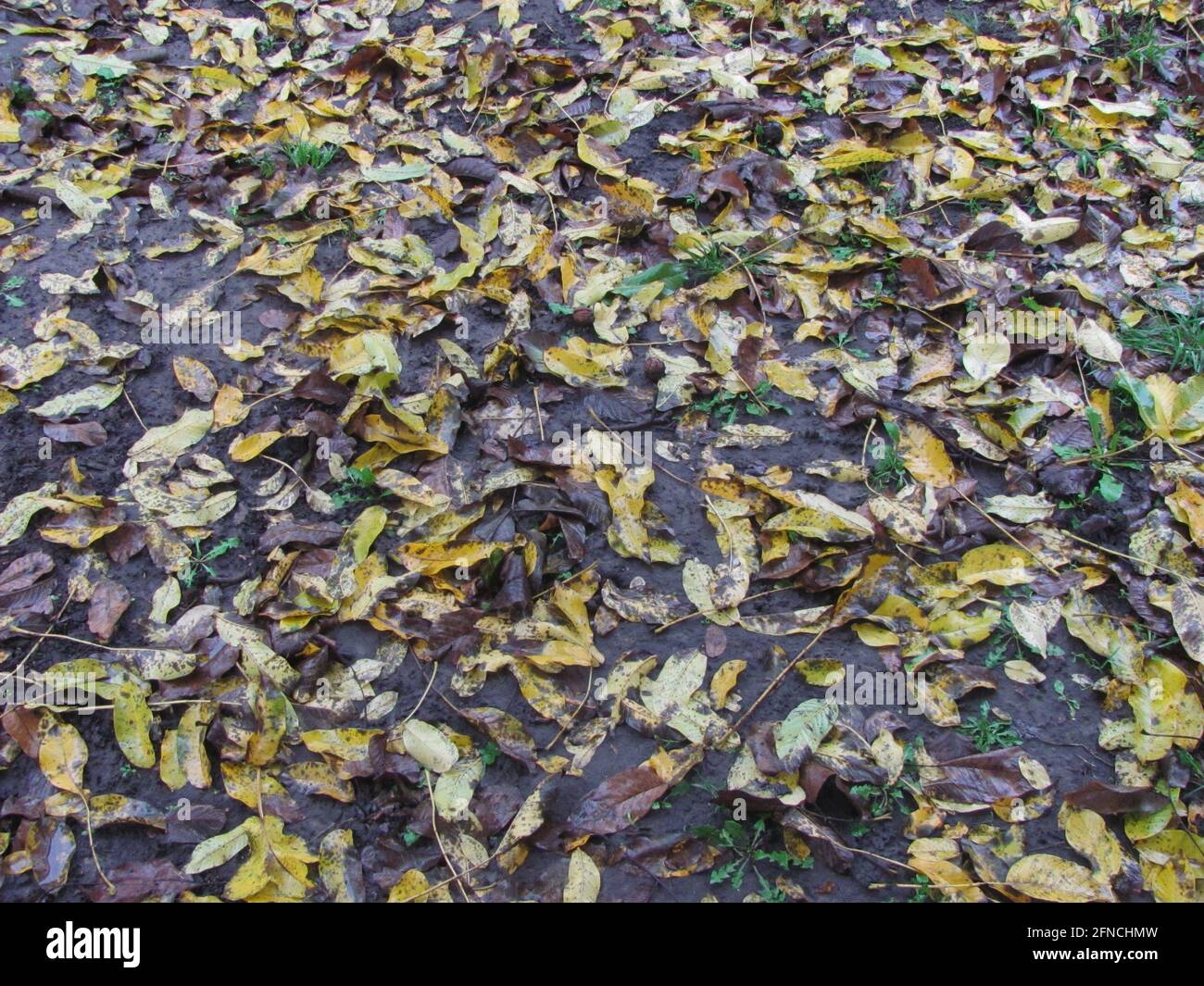 foglie bagnate cadenti giacciono a terra - sfondo autunno Foto Stock