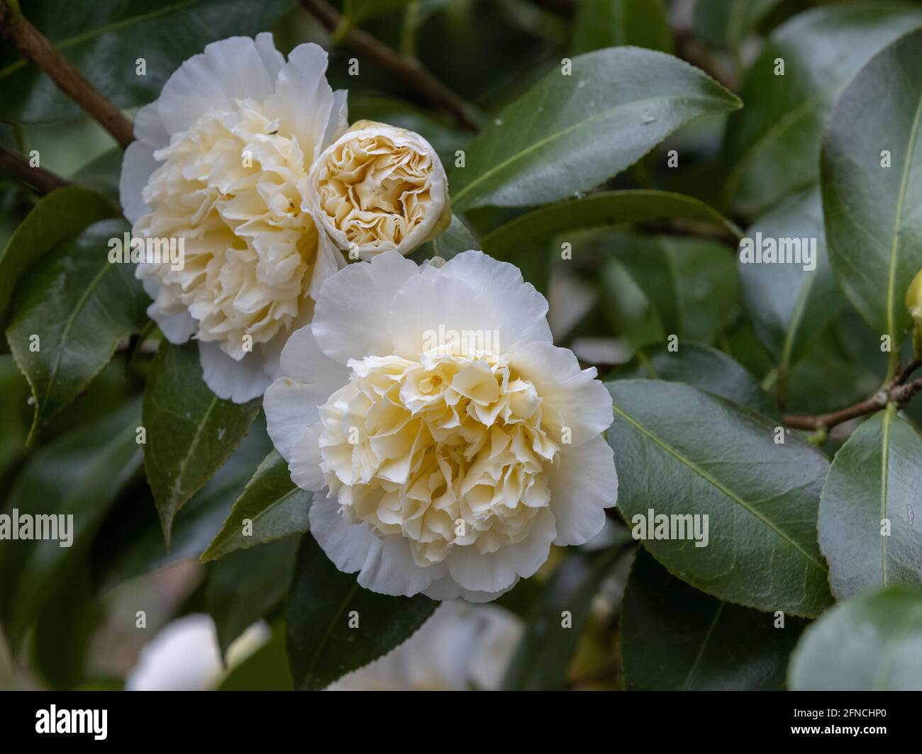 Gruppo di Camellia williamsii Jurys giallo cremoso a doppia fioritura in fiore in primavera Foto Stock