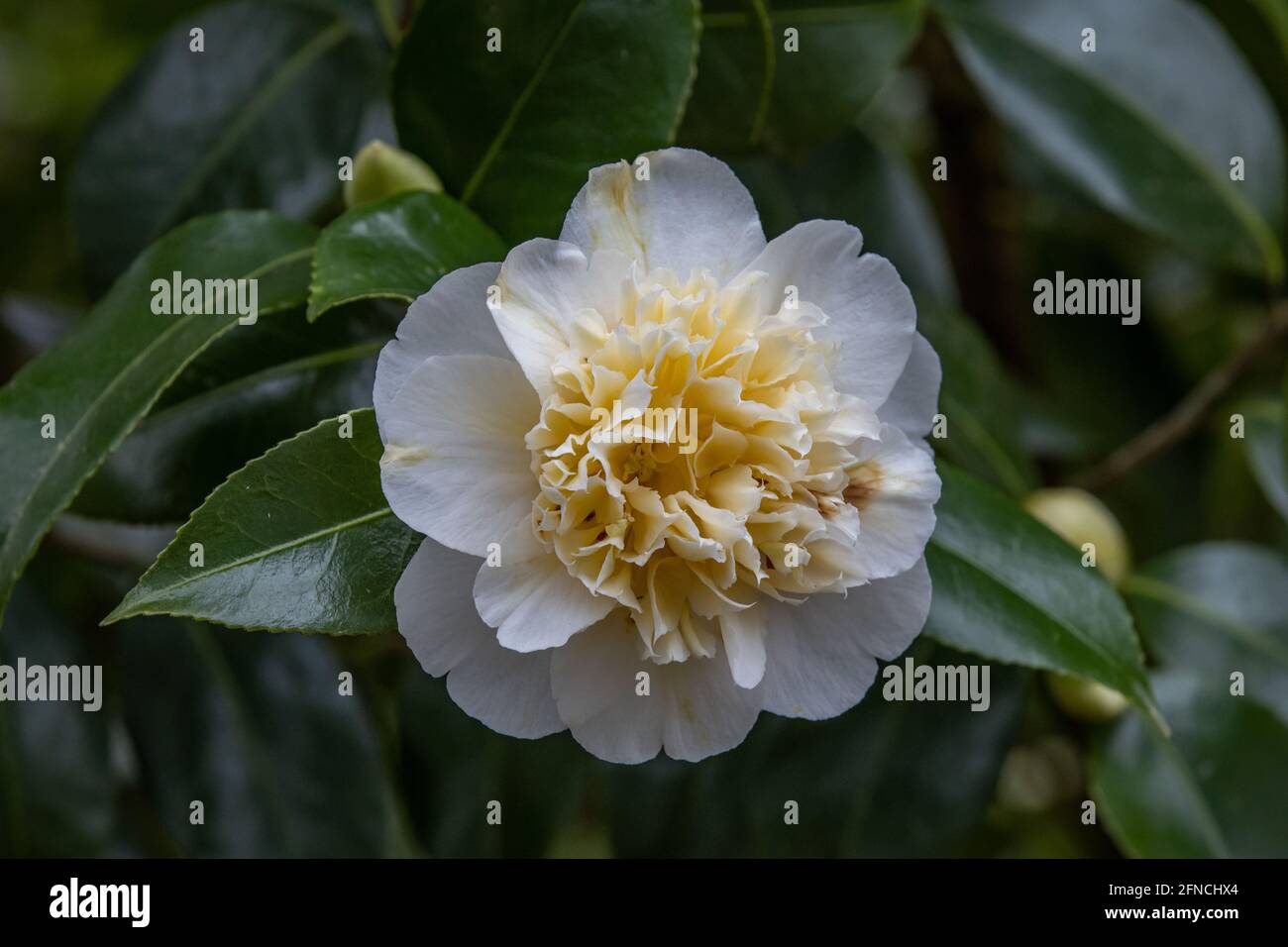 Camellia williamsii Jurys giallo cremoso a doppia fioritura in fiore in primavera Foto Stock