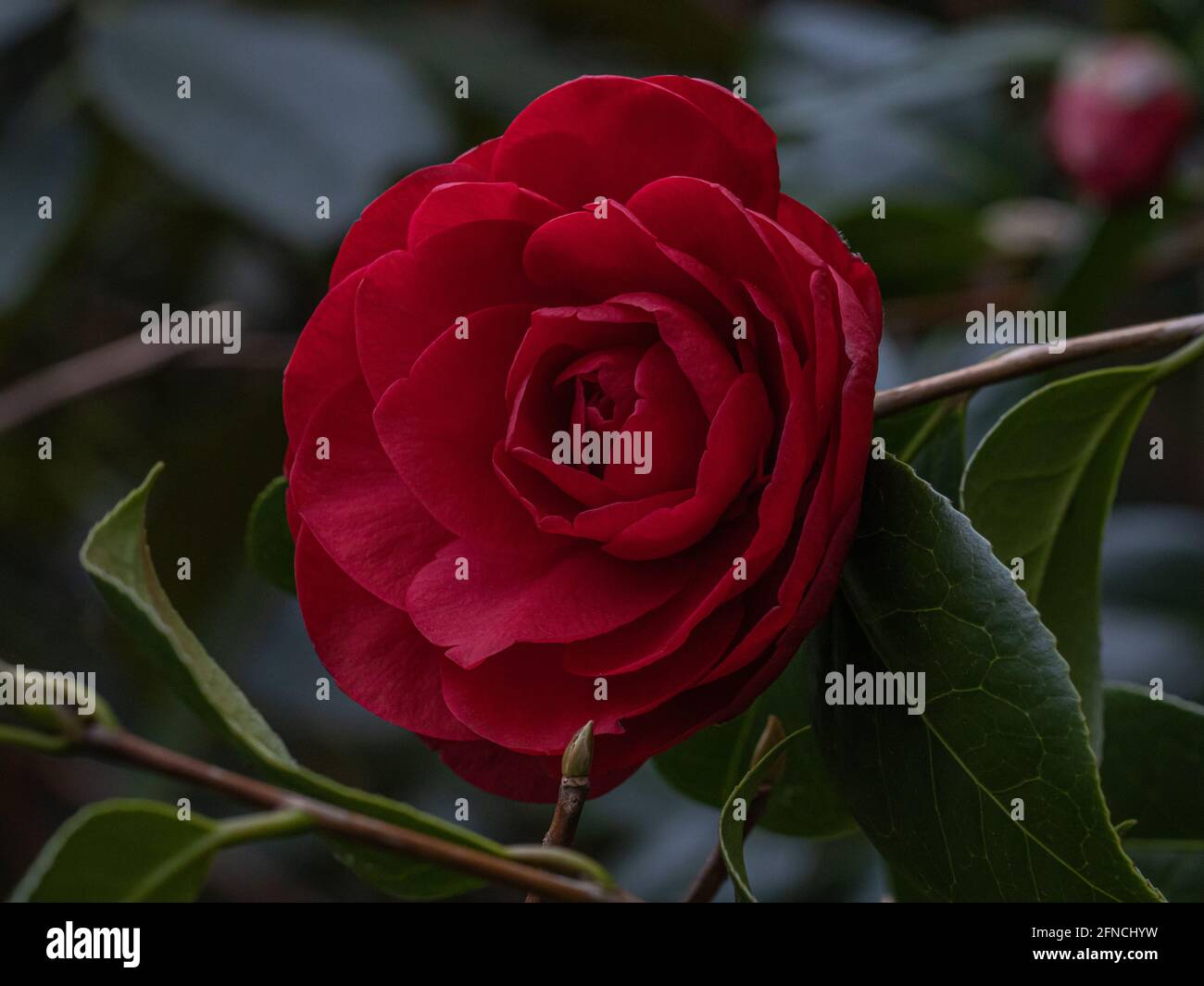 Rosso scuro a doppia fioritura Camellia williamsii Les Jury in fiore in primavera Foto Stock