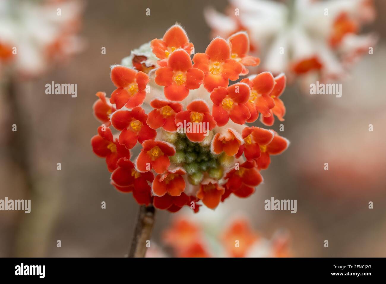 Primo piano di un singolo Edgeworthia crisantha Red Dragon fiore in molla Foto Stock