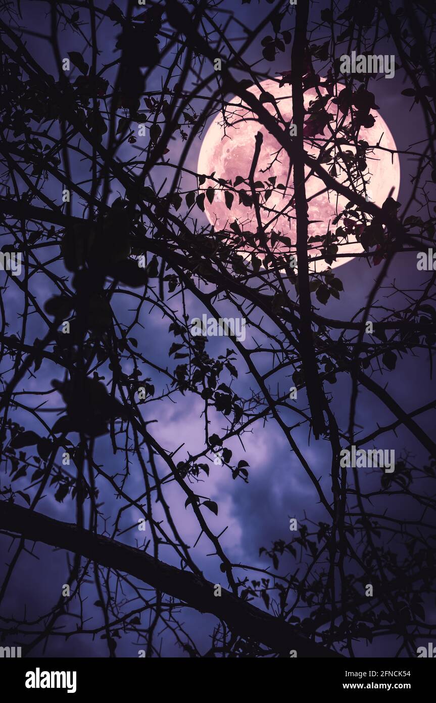 Paesaggio notturno di cielo e super luna con luminosa luna dietro la silhouette di ramo di albero. Serenità natura sfondo. All'aperto di notte. La m Foto Stock