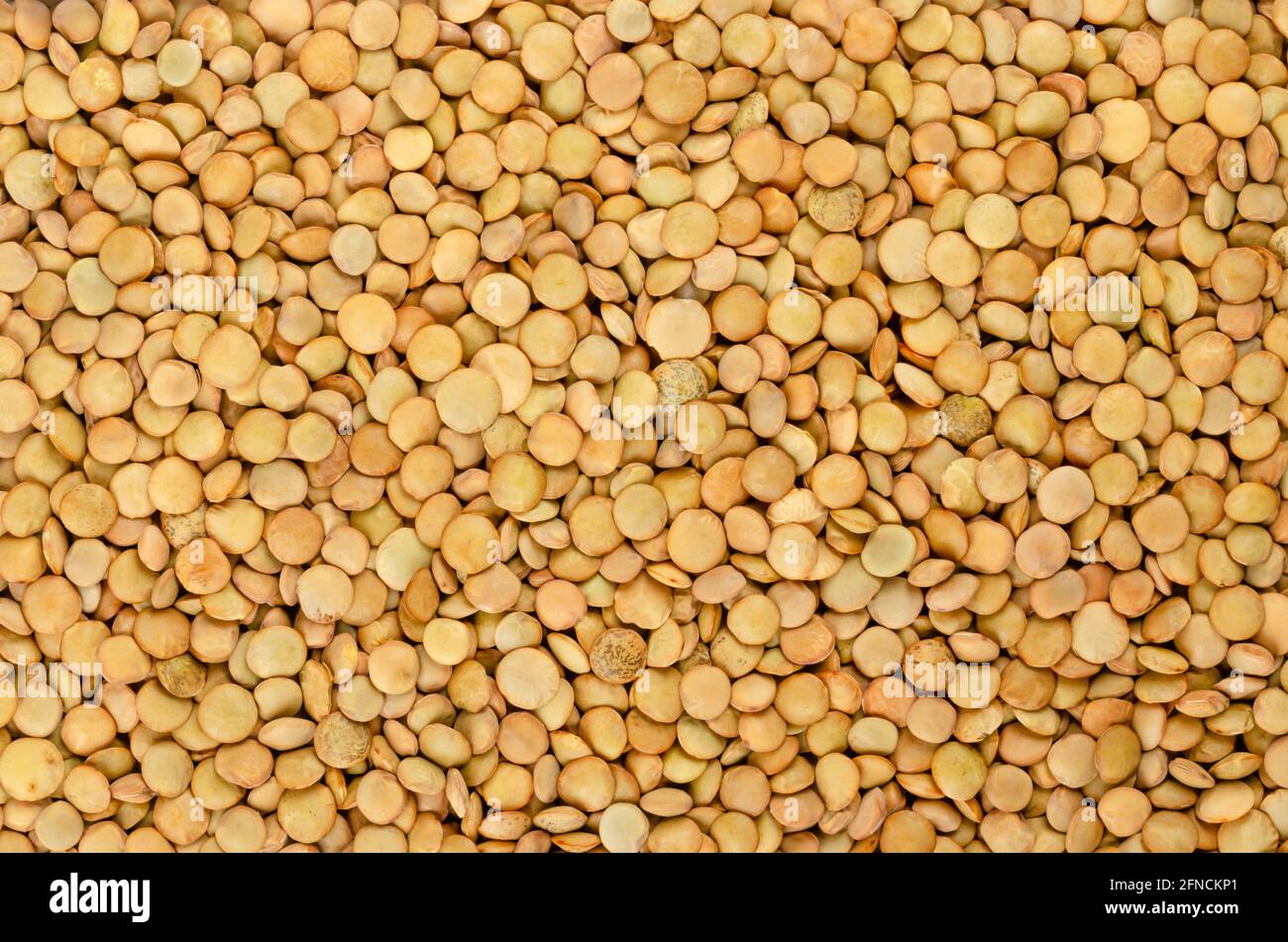 Lenticchie verdi, sfondo, dall'alto. Semi interi grezzi a forma di lente di Lens culinaris. Nelle cucine del subcontinente indiano, le lenticchie sono di base. Foto Stock