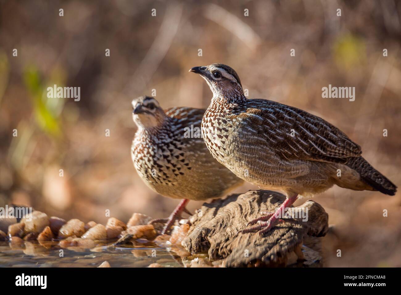 Due Francolin crestati che si trovano al waterhole nel parco nazionale di Kruger, Sudafrica; specie Dendroperdix sephaena famiglia di Phasianidae Foto Stock