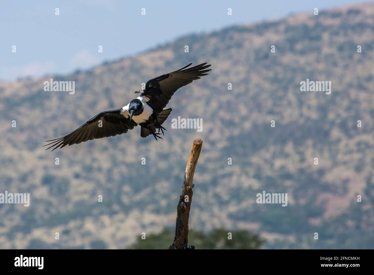 African Pied Crow volare nel centro di riabilitazione Vulpro, Sudafrica; specie Corvus albus famiglia di corvidae Foto Stock