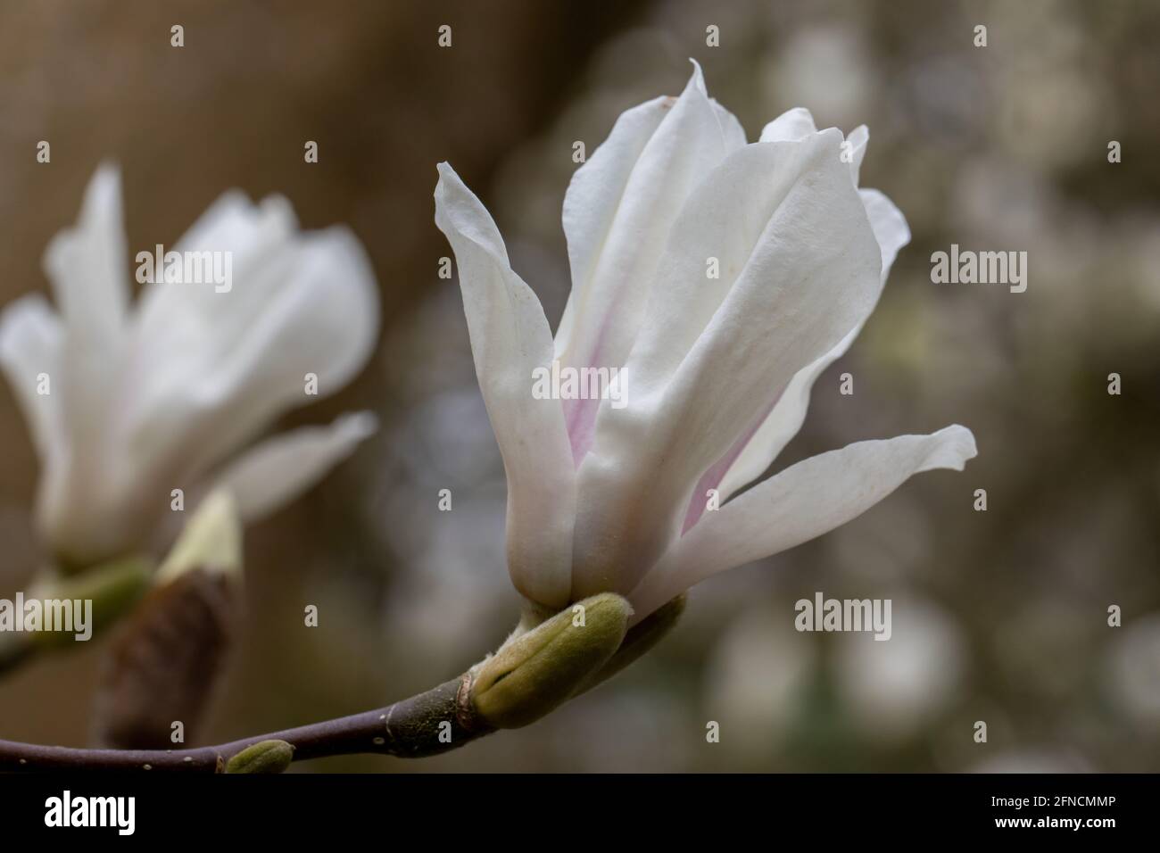 Singolo bianco Magnolia soulangeana Alba fiore in primavera Foto Stock