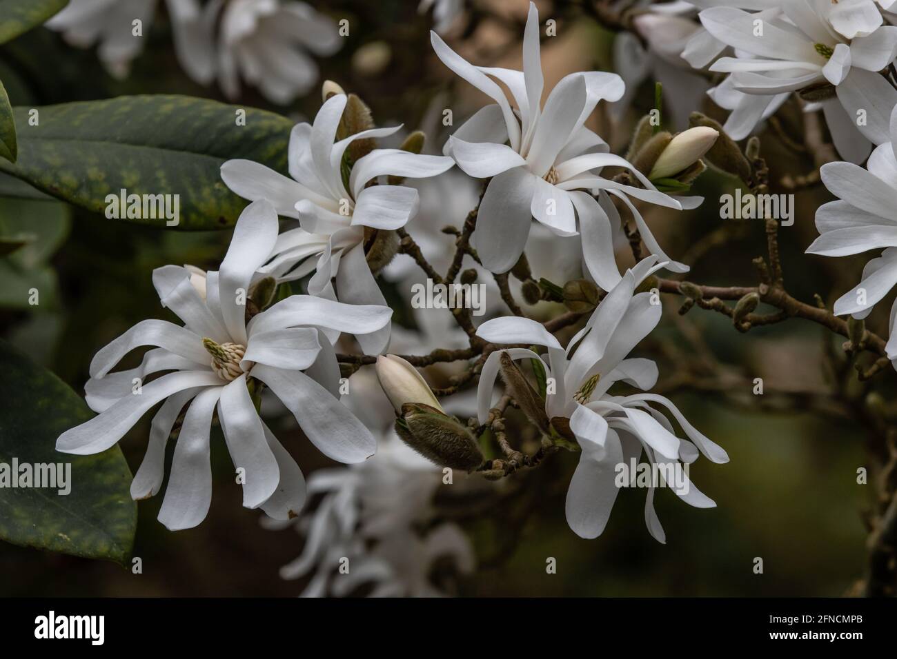 Grappolo di fiori di magnolia stellata a forma di stella in primavera Foto Stock