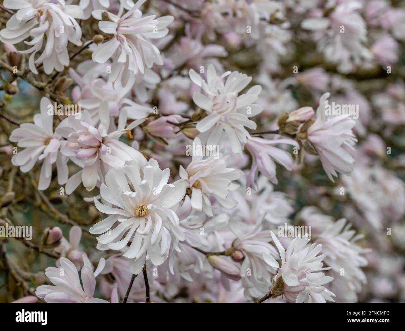 Primo piano di magnolia stellata King, a forma di stella rosa pallido Fiori di rosa in primavera Foto Stock