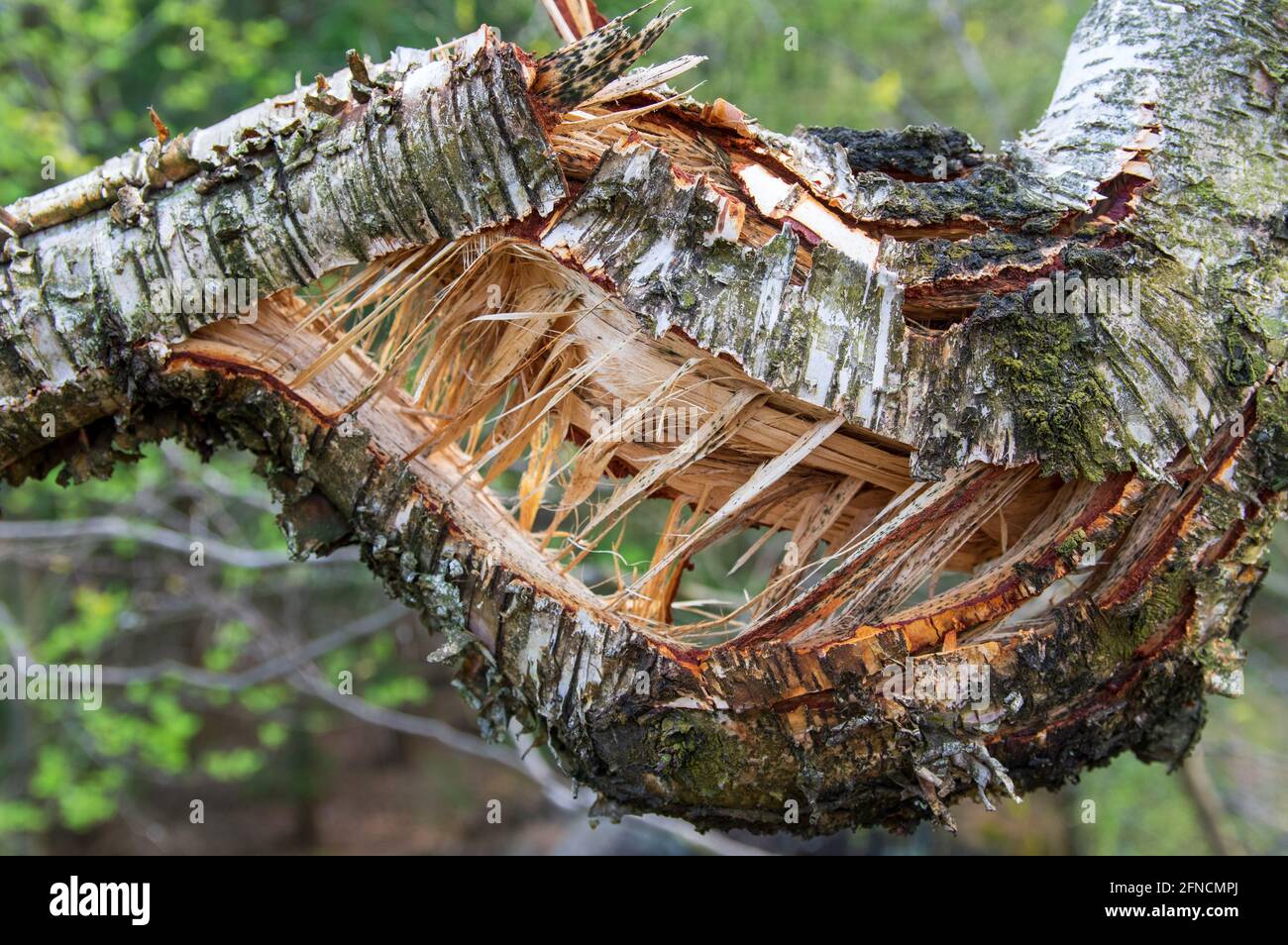 ramo rotto e diviso di un albero di betulla Foto Stock