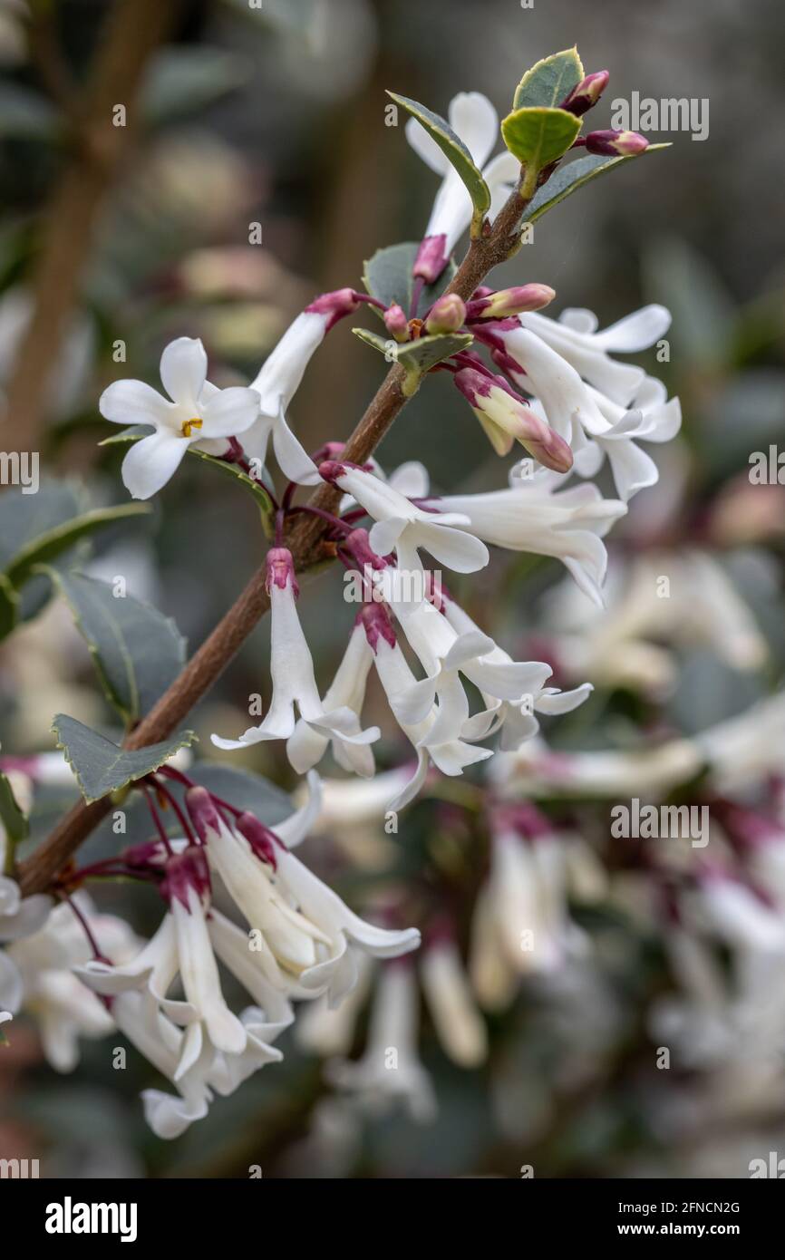 Singolo fiore bianco Spike di Osmanthus delevayi Frank Knight in molla Foto Stock