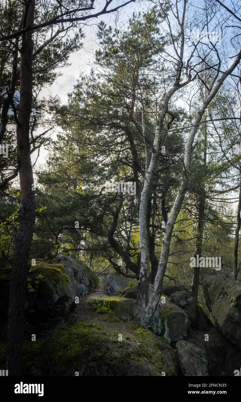Alberi nella foresta sulla cima di Zigeunerberg (Tinker Mountain) nei Monti Zittau, Germania Foto Stock