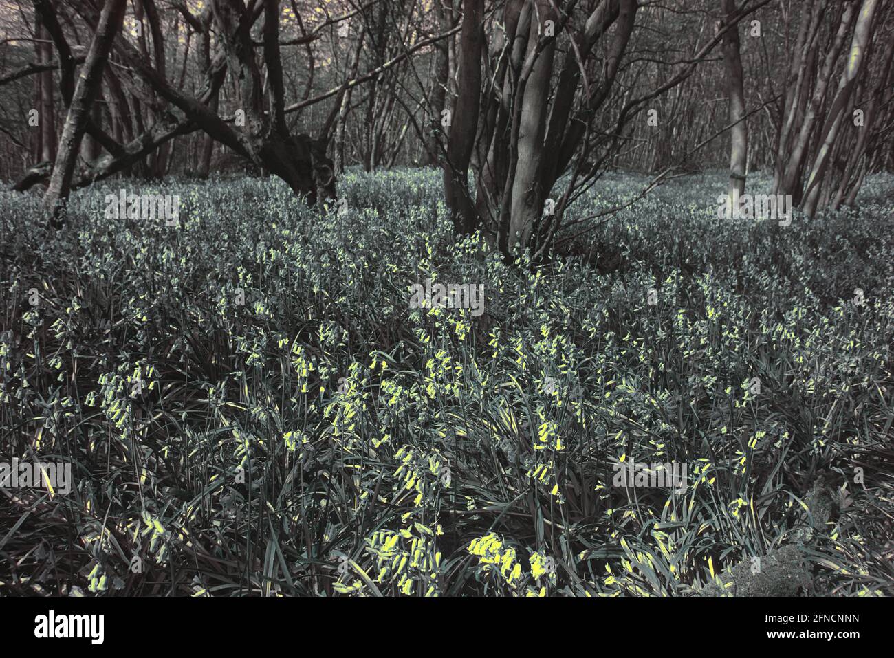 Hyacintoides non-scripta terreno boschivo comune Bluebell in primavera visualizzato solo in lunghezza d'onda ultravioletta e colori sostituiti Foto Stock