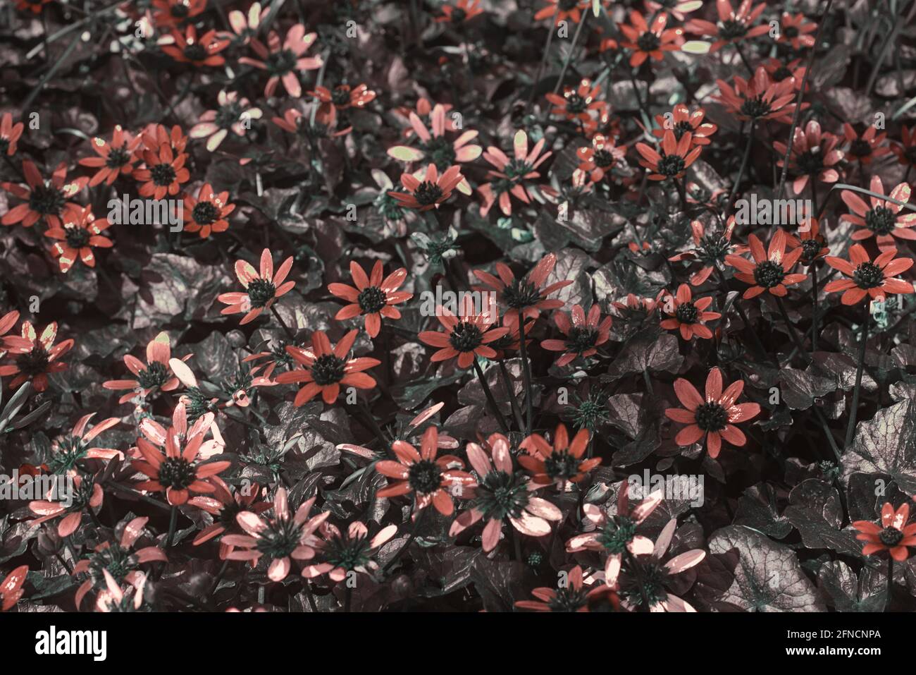 Ficaria verna, minore celandina o pilewart filtrata luce diurna in area di spettro per luce ultravioletta riflessa. Visione di insetti di api emulate Foto Stock