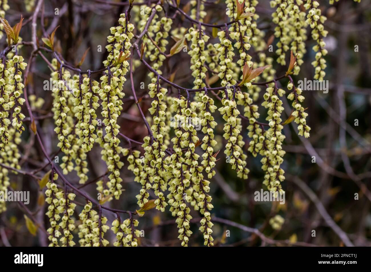 Gruppo di fiori di Celina di Stachyurus chinensis in primavera Foto Stock