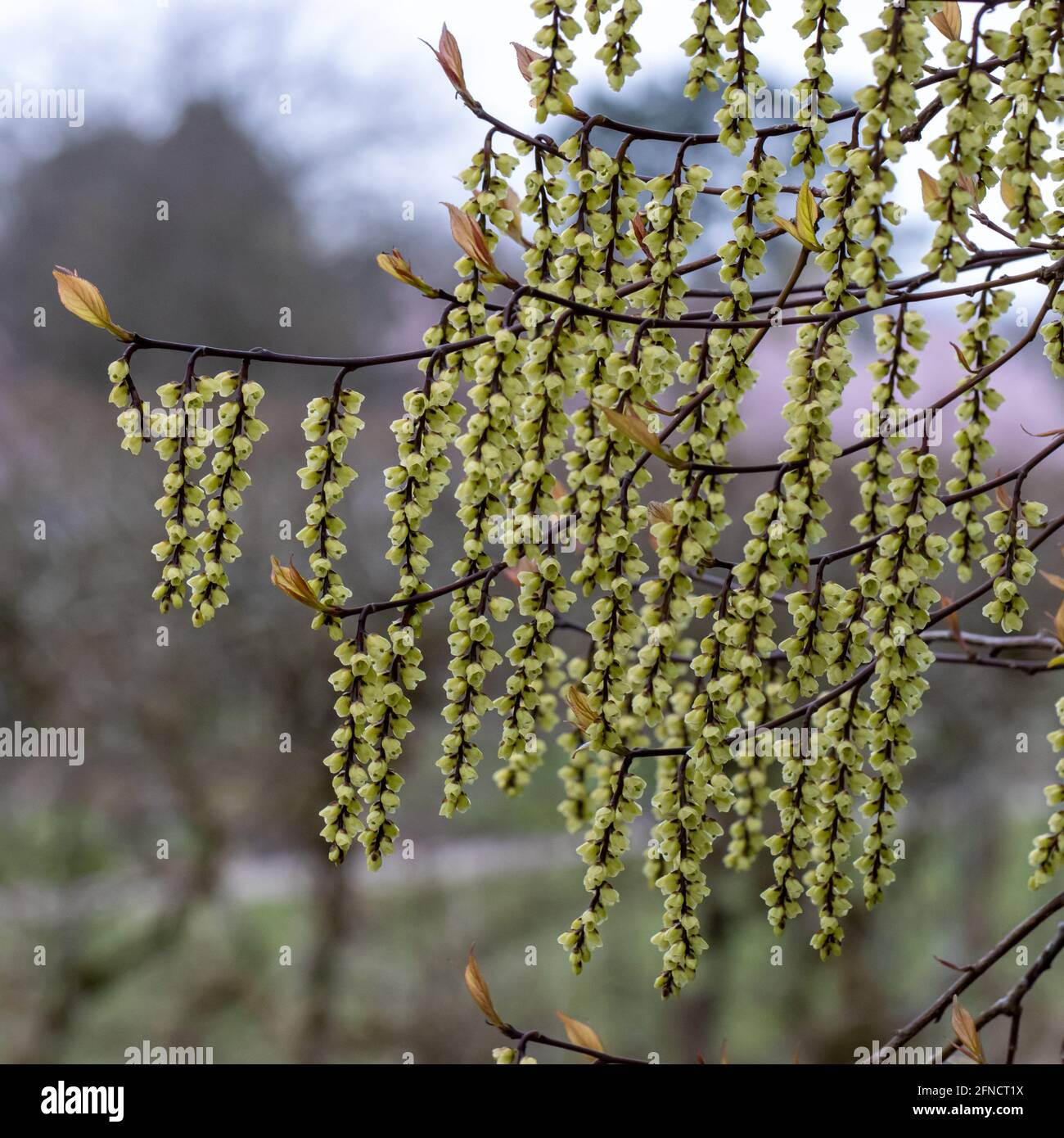 Stachyurus chinensis Celina contro uno sfondo morbido Foto Stock