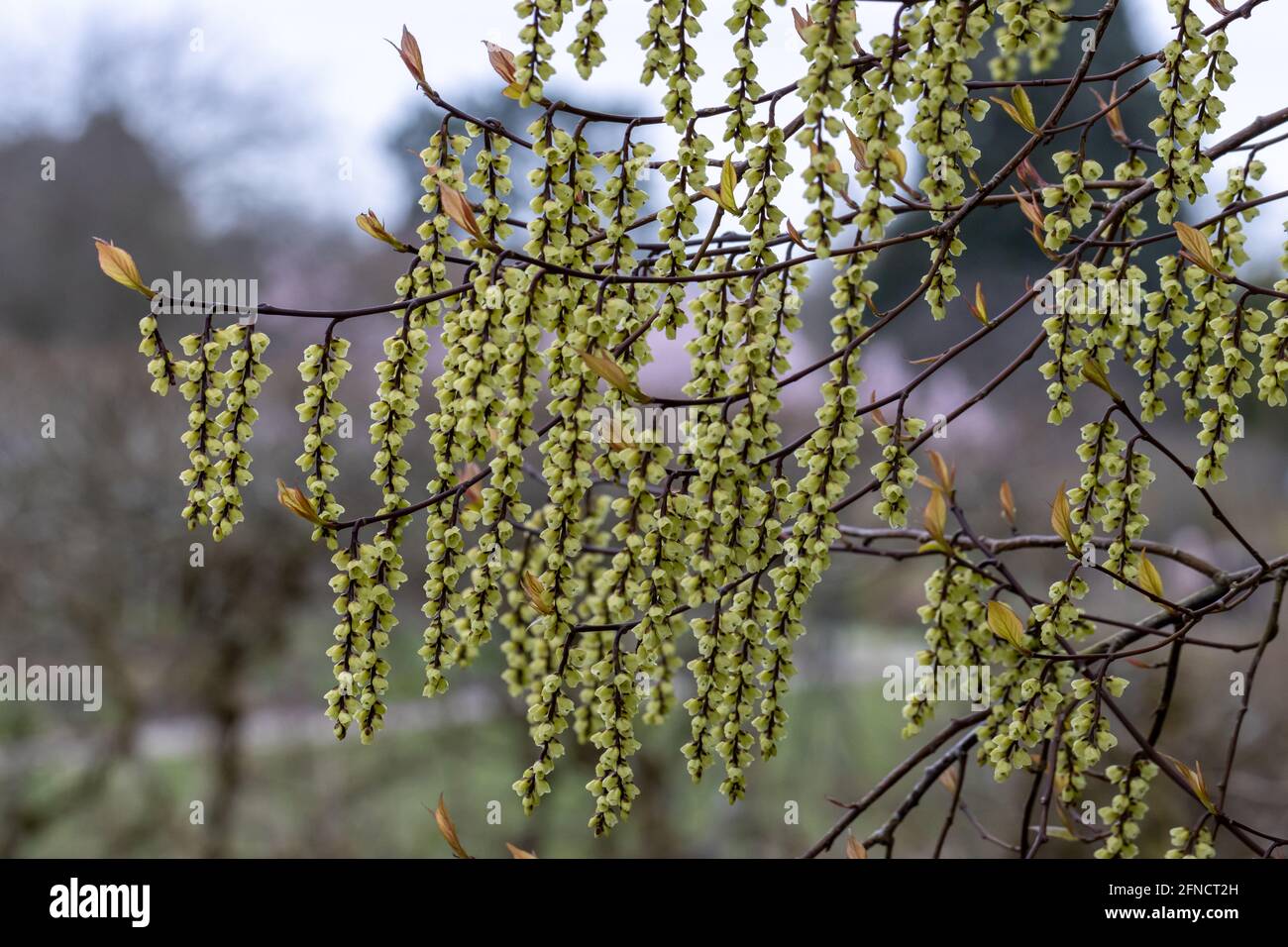 Massa di fiori gialli di Celina di Stachyurus chinensis in primavera Foto Stock