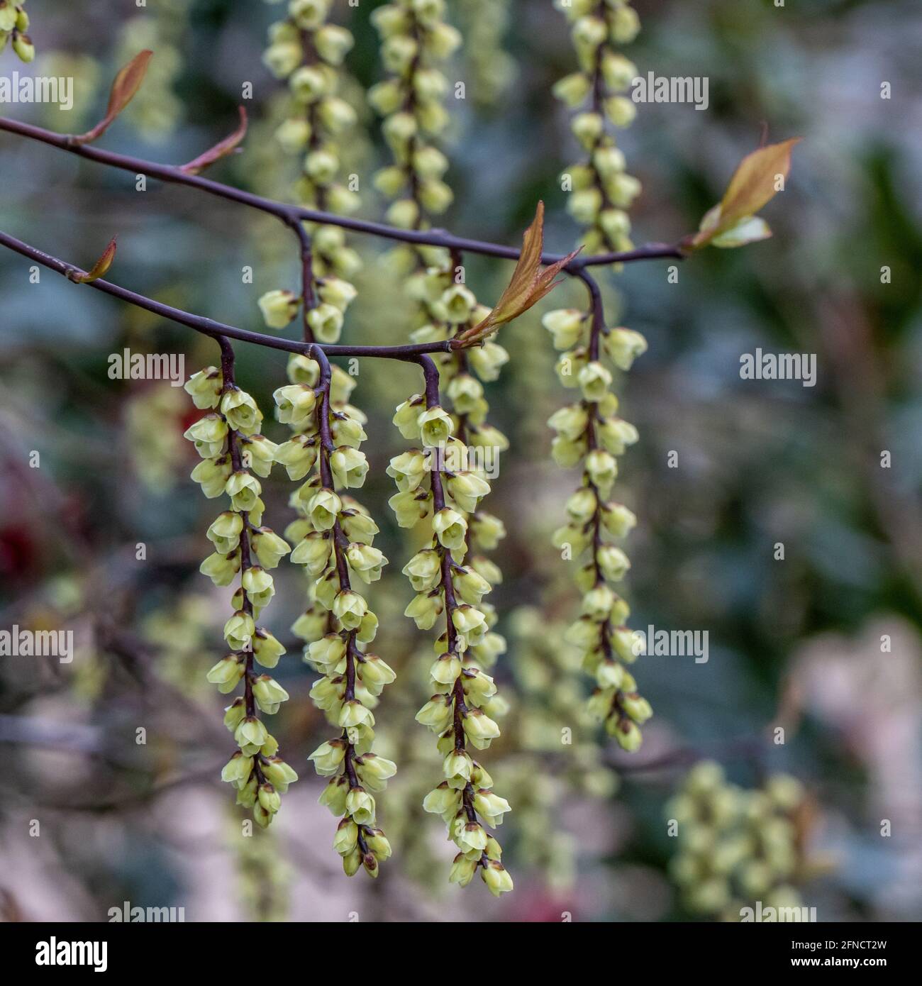 Primo piano di colori giallo pallido Stachyurus chinensis Celina fiori in molla Foto Stock