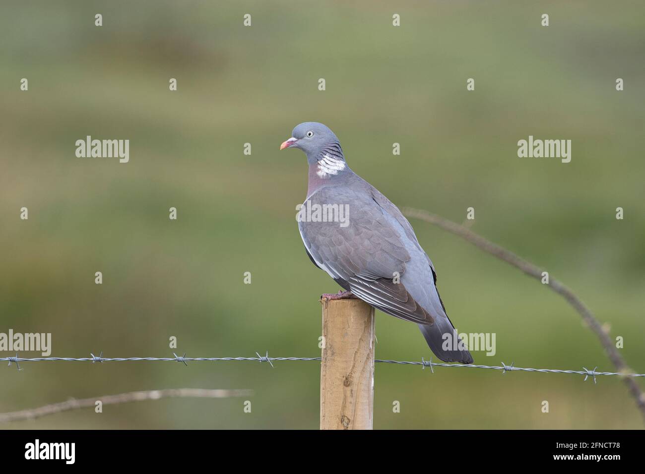 Piccione di legno (Columba Palumbus) appollaiato su un palo di recinto Foto Stock