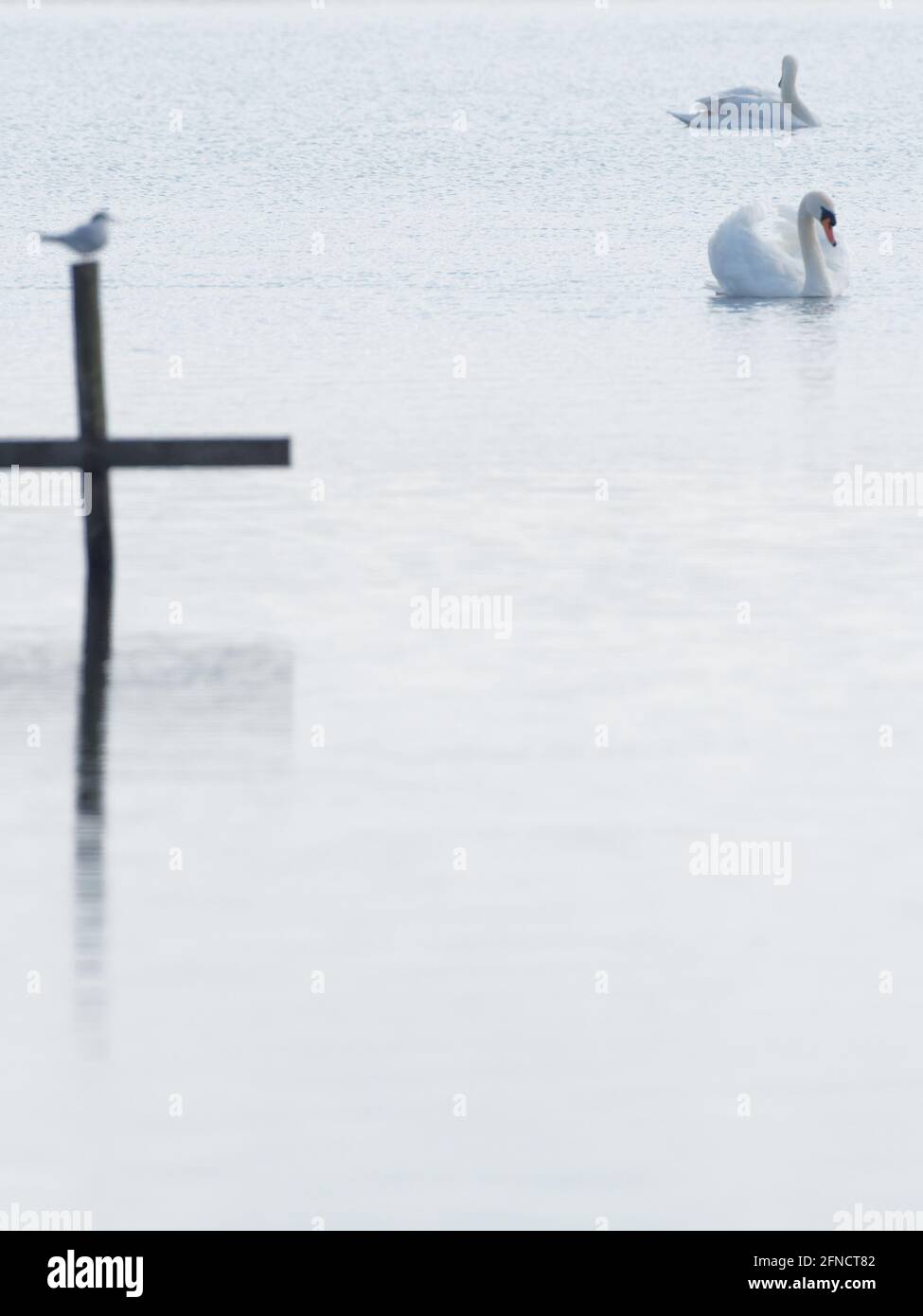 Una terna comune (Sterna hirundo) arroccata su un palo nel lago come un cigno muto (Cignus olor) nuotano vicino a Fairburn Ings, una riserva naturale RSPB a Leeds, W. Foto Stock