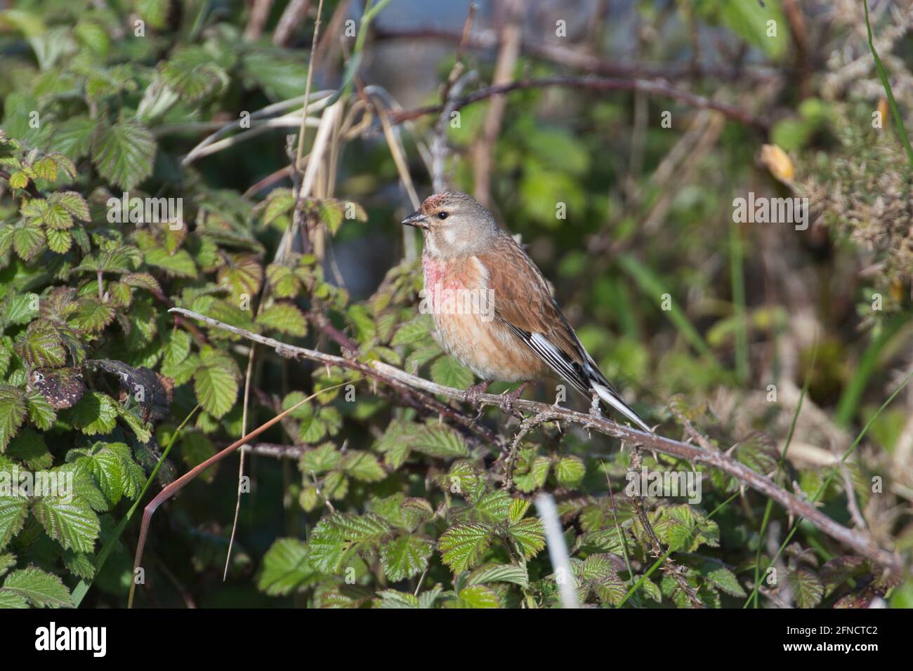 Linnet comune maschile (Carduelis cannabina) in estate piumaggio Foto Stock