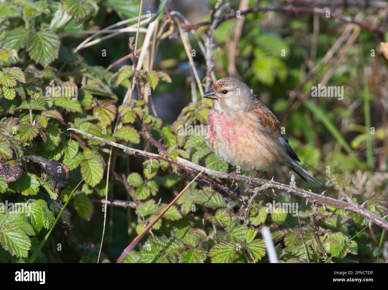 Linnet comune maschile (Carduelis cannabina) in estate piumaggio Foto Stock