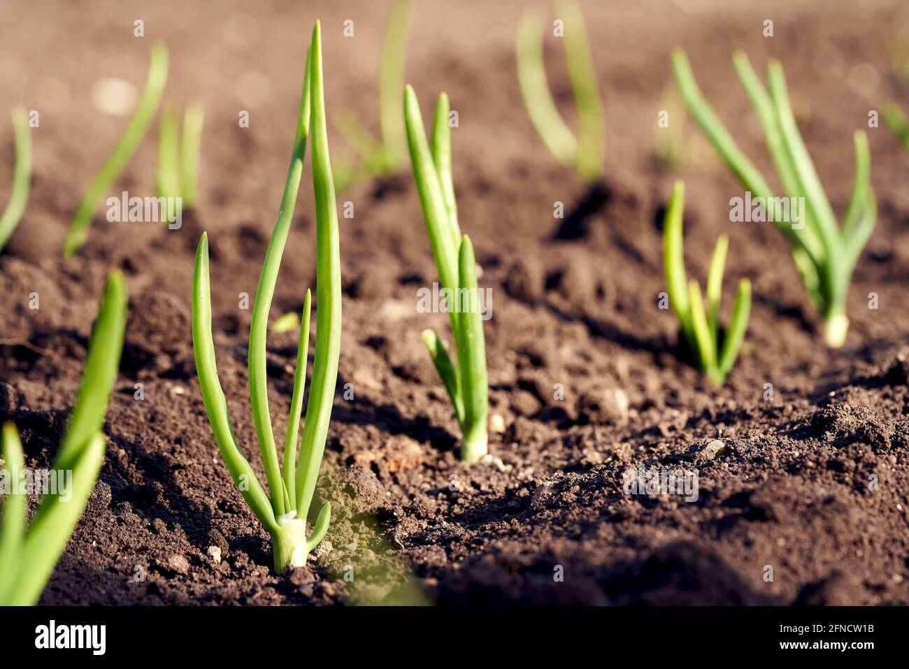 Giovani piantine di cipolle che crescono in terreno all'aperto in un giardino Foto Stock