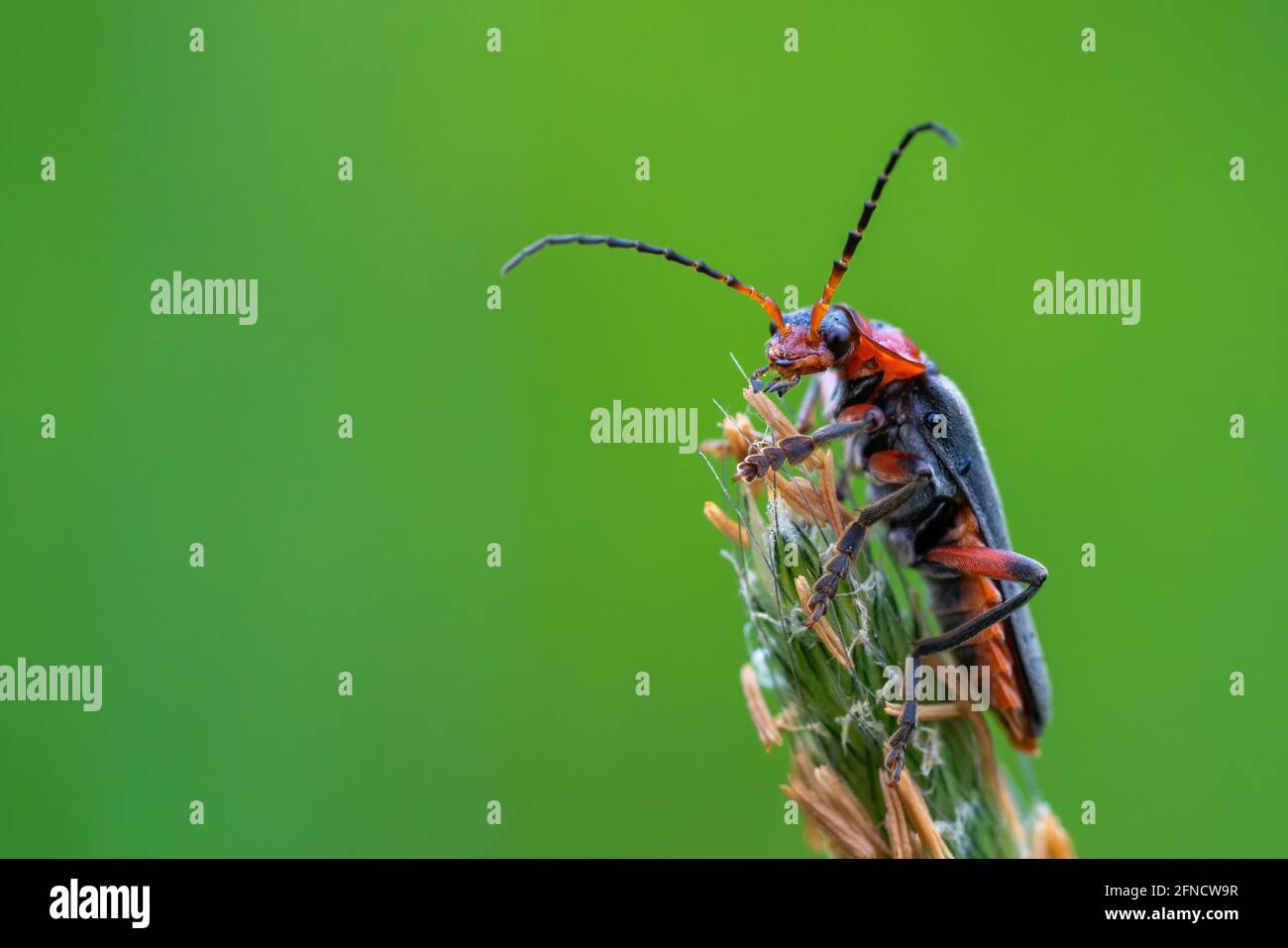 Primo piano macro shot di Cantharis seduto sulla cima di fiore verde. Isolato su sfondo verde. Profondità di campo poco profonda Foto Stock