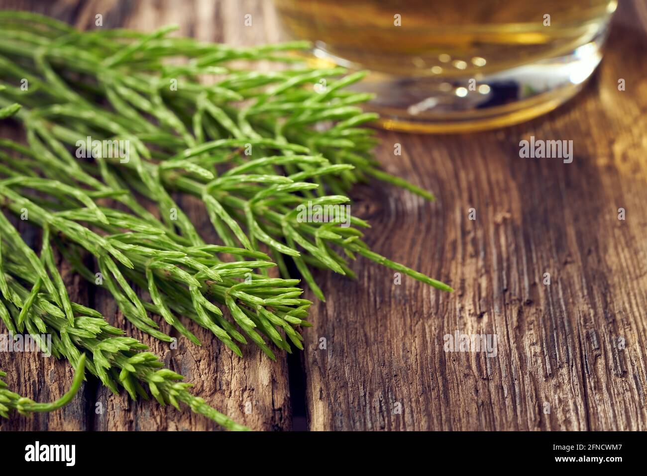 Ramoscelli freschi con una tazza di tè alle erbe sullo sfondo. Concetto di piante medicinali con spazio di copia. Foto Stock
