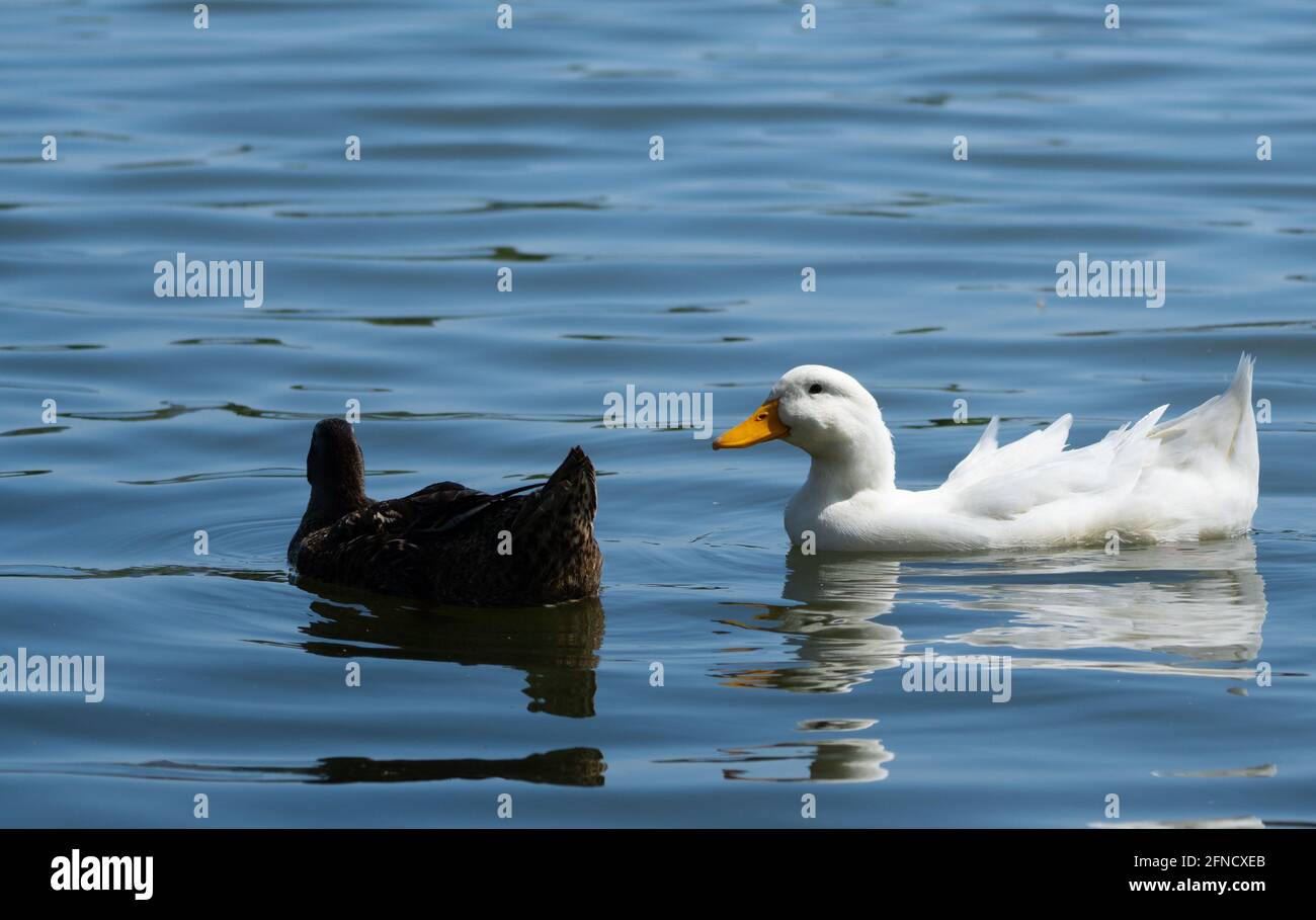 Due mallards -- uno un'anatra bianca domestica o un pekin bianco -- nuotano sull'Haskell Creek nella Riserva Naturale di Sepulveda Basin, Woodley, California, Stati Uniti Foto Stock