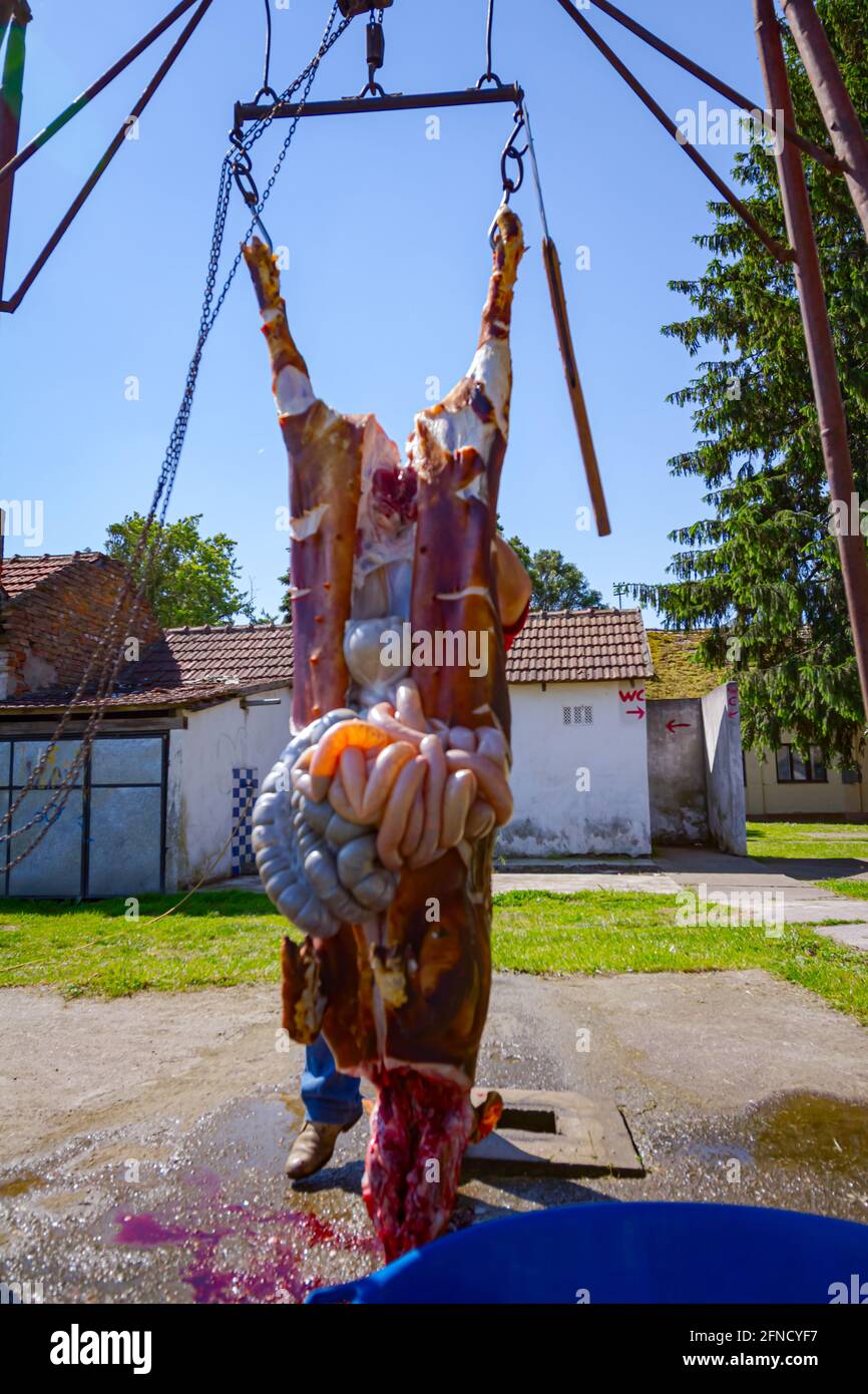 Il macellaio rimuove gli intestini, le frattaglie dalle caraffe del maiale con un coltello e li mette in una grande ciotola di plastica, lavorazione della carne al macelleria all'aperto. Foto Stock