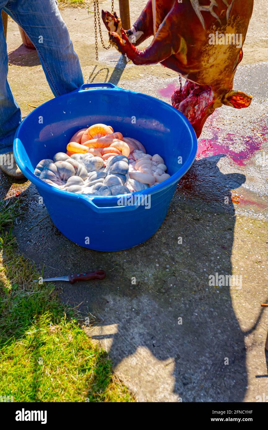 Il macellaio rimuove gli intestini, le frattaglie dalle caraffe del maiale con un coltello e li mette in una grande ciotola di plastica, lavorazione della carne al macelleria all'aperto. Foto Stock