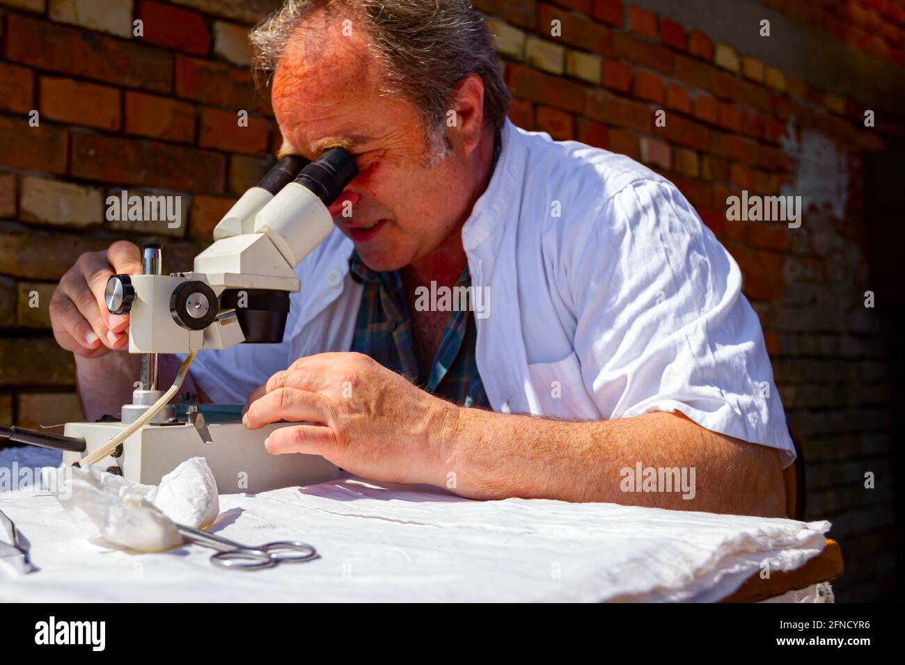 Un veterinario sta esaminando un campione di carne, tessuto polmonare di maiale, sulla trichinosi, guardando su piastrelle di vetro sotto un microscopio elettrico presso un laboratorio esterno Foto Stock