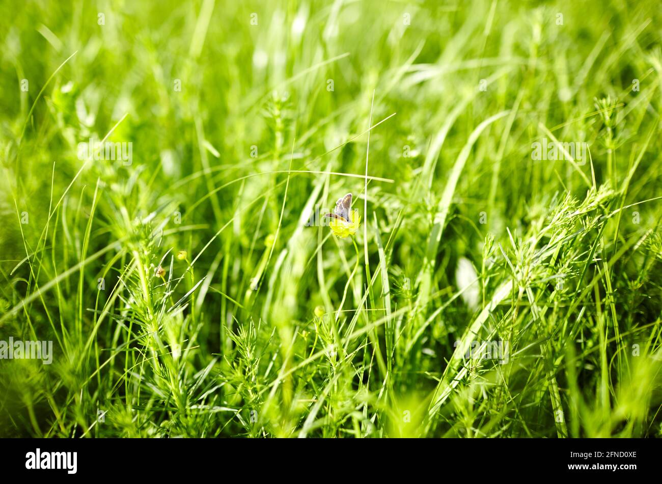 Erba verde fresca, farfalla su fiore in estate mattina in raggi di luce solare in natura. Paesaggio, immagine artistica colorata con messa a fuoco morbida Foto Stock