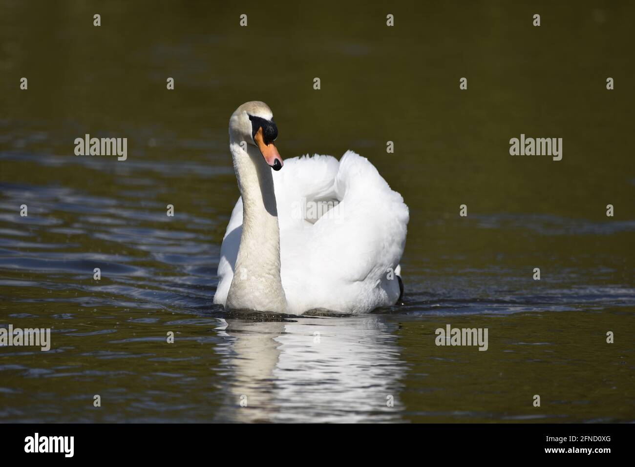 Primo piano di un cigno muto (Cygnus olor) nuotare verso la fotocamera in un giorno di sole riflesso nel lago di una riserva naturale in Inghilterra Foto Stock