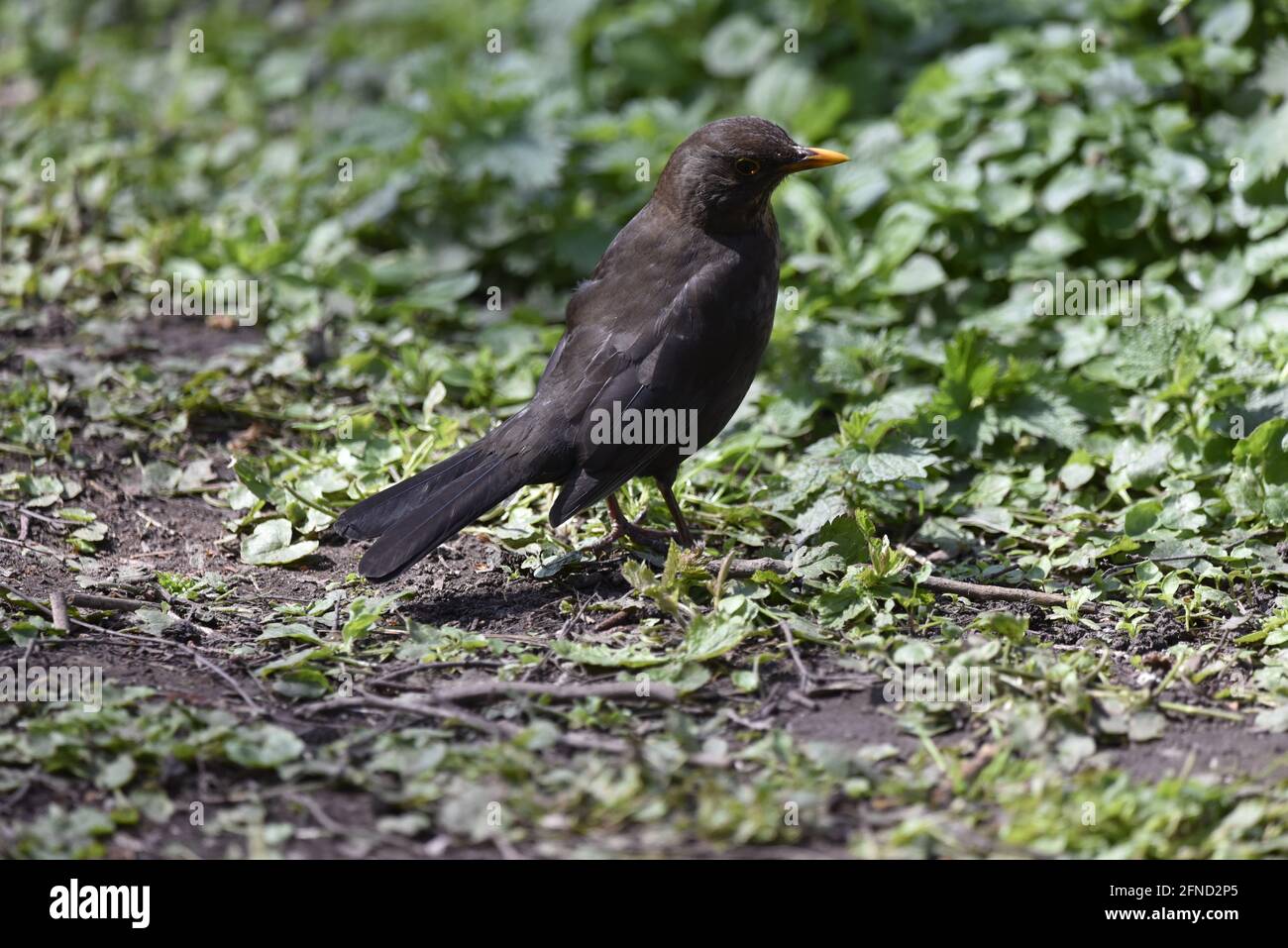 Maschio comune Blackbird (Turdus merula) a terra, destra Proifle, guardando in Green Foliage con testa girata a destra in un Sunny Spring Day nel Regno Unito Foto Stock