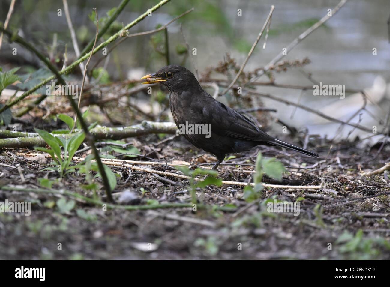 Sinistra Full-Body Profilo di un maschio comune Blackbird (Turdus merula) che si alimenta a terra, guardando avanti, su una riserva naturale in primavera in Inghilterra Foto Stock